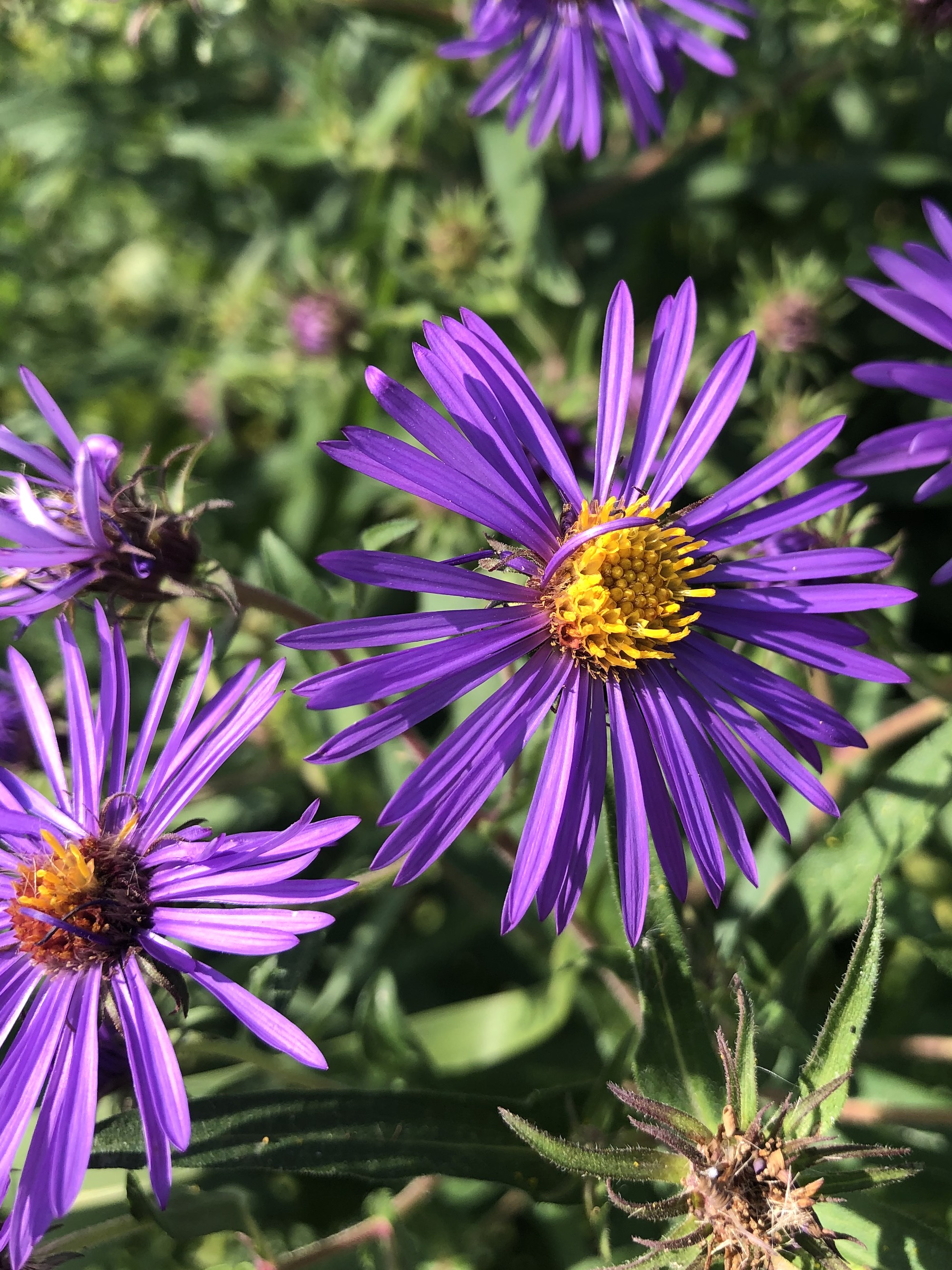 New England Aster on shore of Lake Wingra by Vilas Park in Madison, Wisconsin on September 19, 2021.