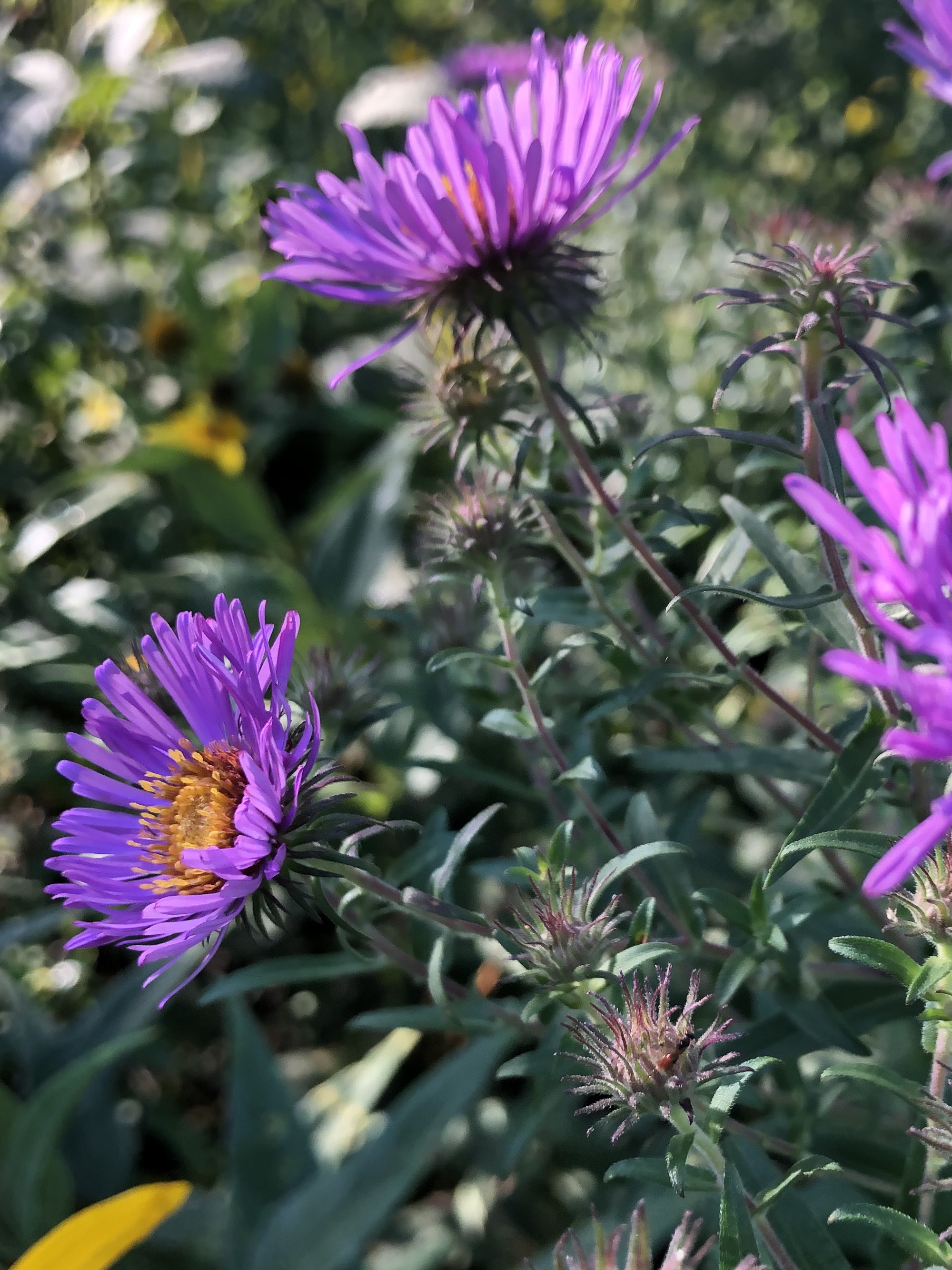New England Aster on shore of Marion Dunn Pond in Madison, Wisconsin on September 8, 2019.