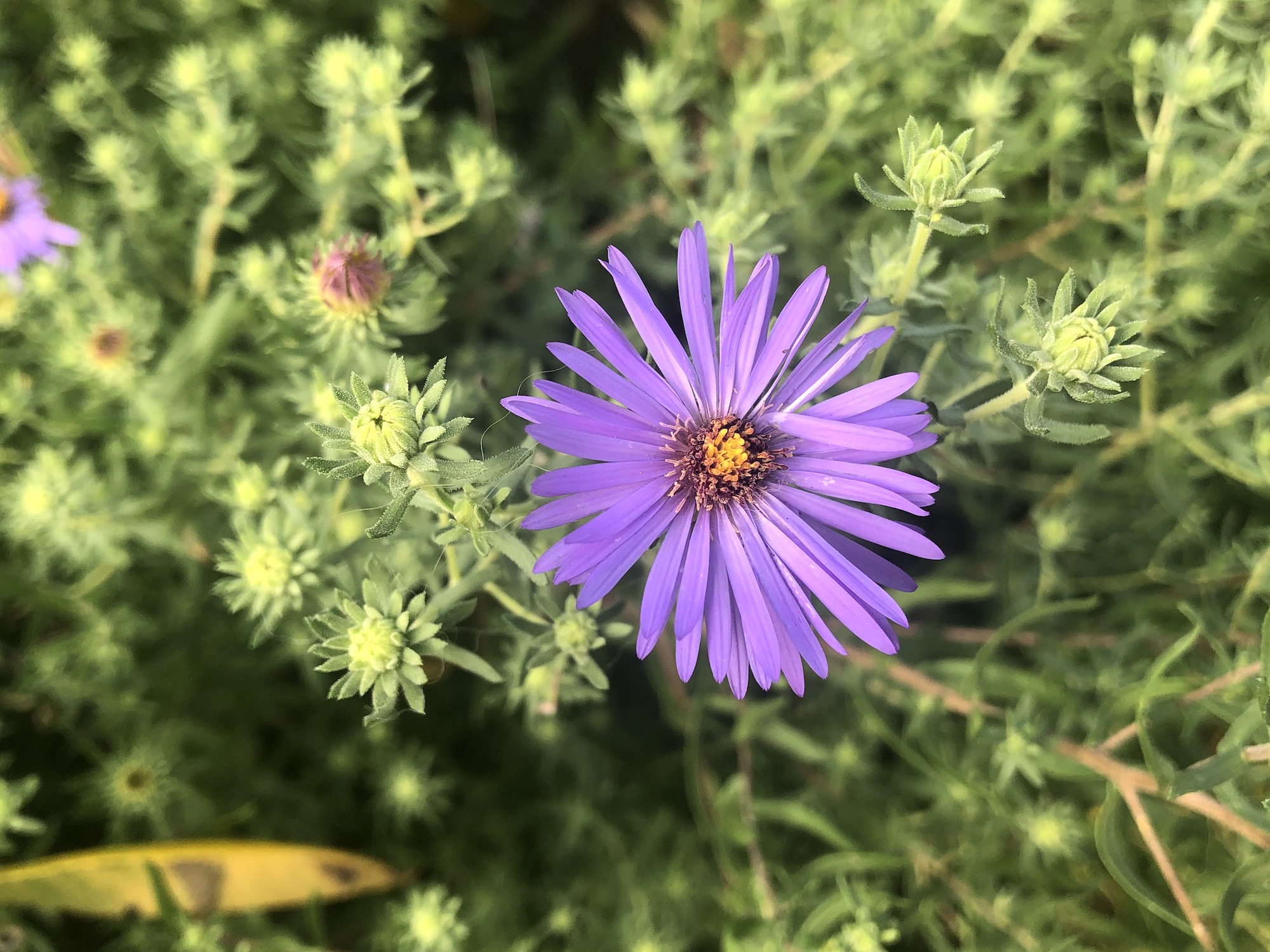 New England Aster in Oak Savanna in Madison, Wisconsin on September 8, 2021.