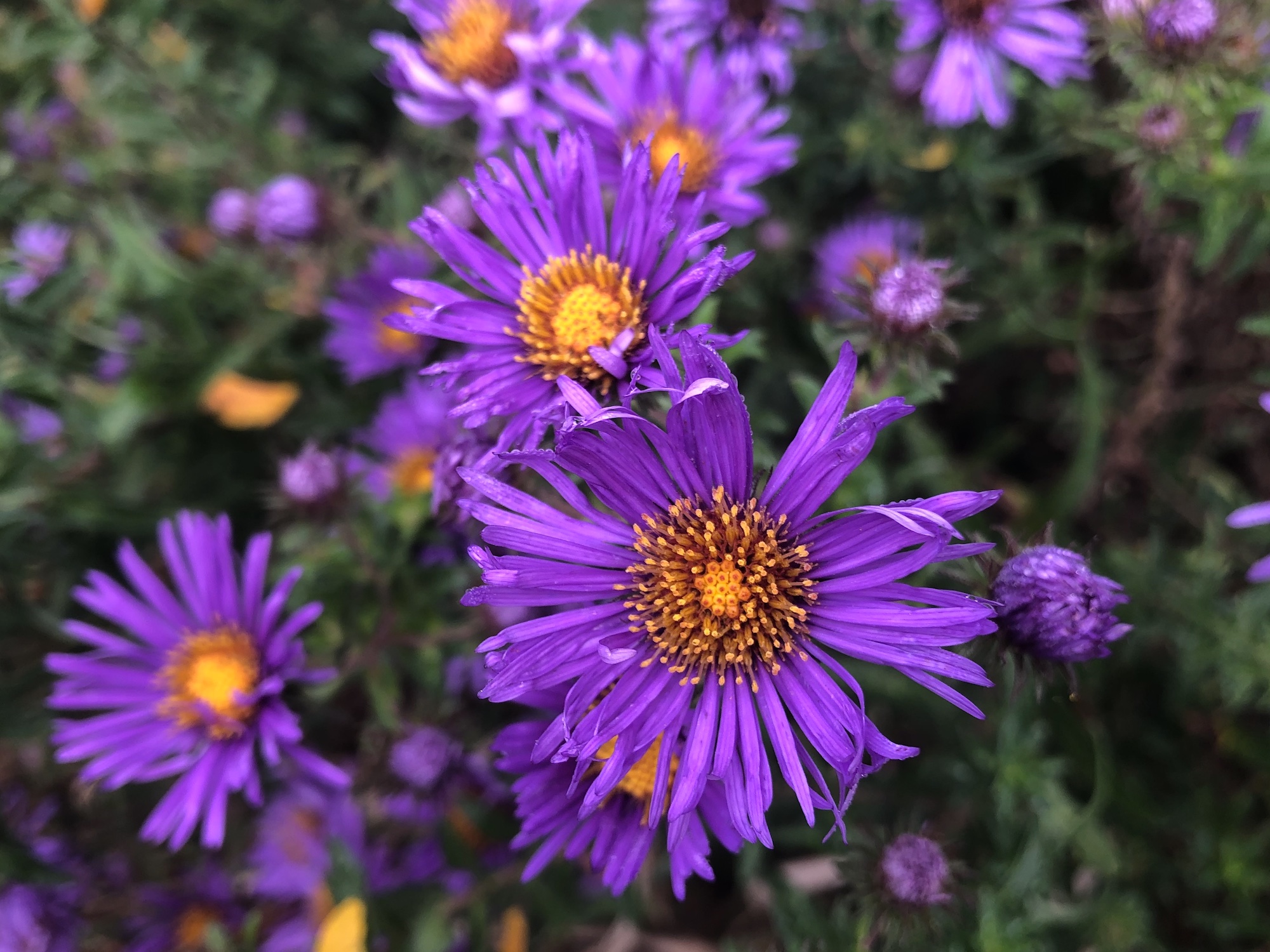 New England Aster in Oak Savanna in Madison, Wisconsin on September 17, 2019.