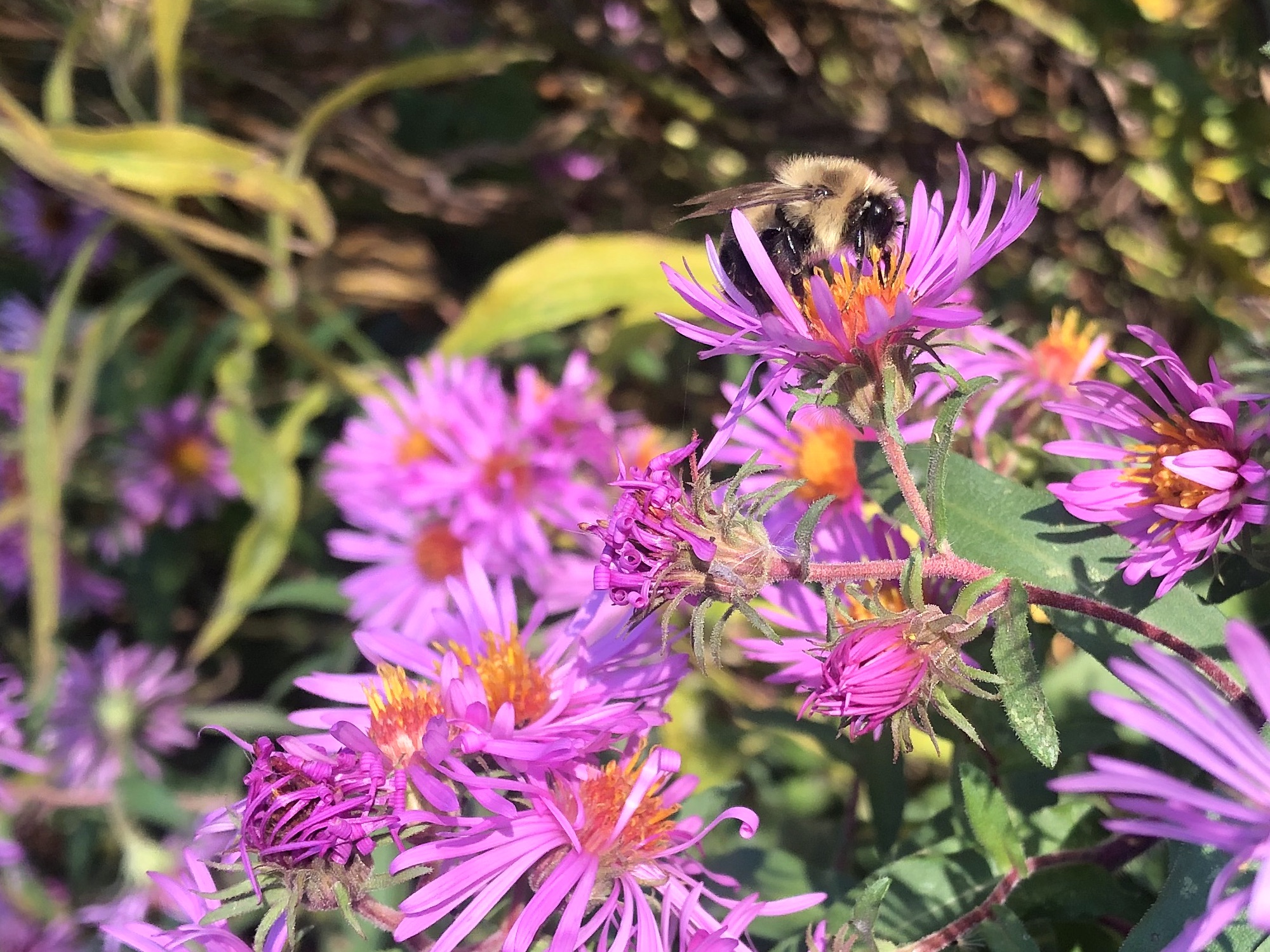 Bee on New England Aster on the bike path behind Gregory Street in Madison, Wisconsin on October 23, 2022.
