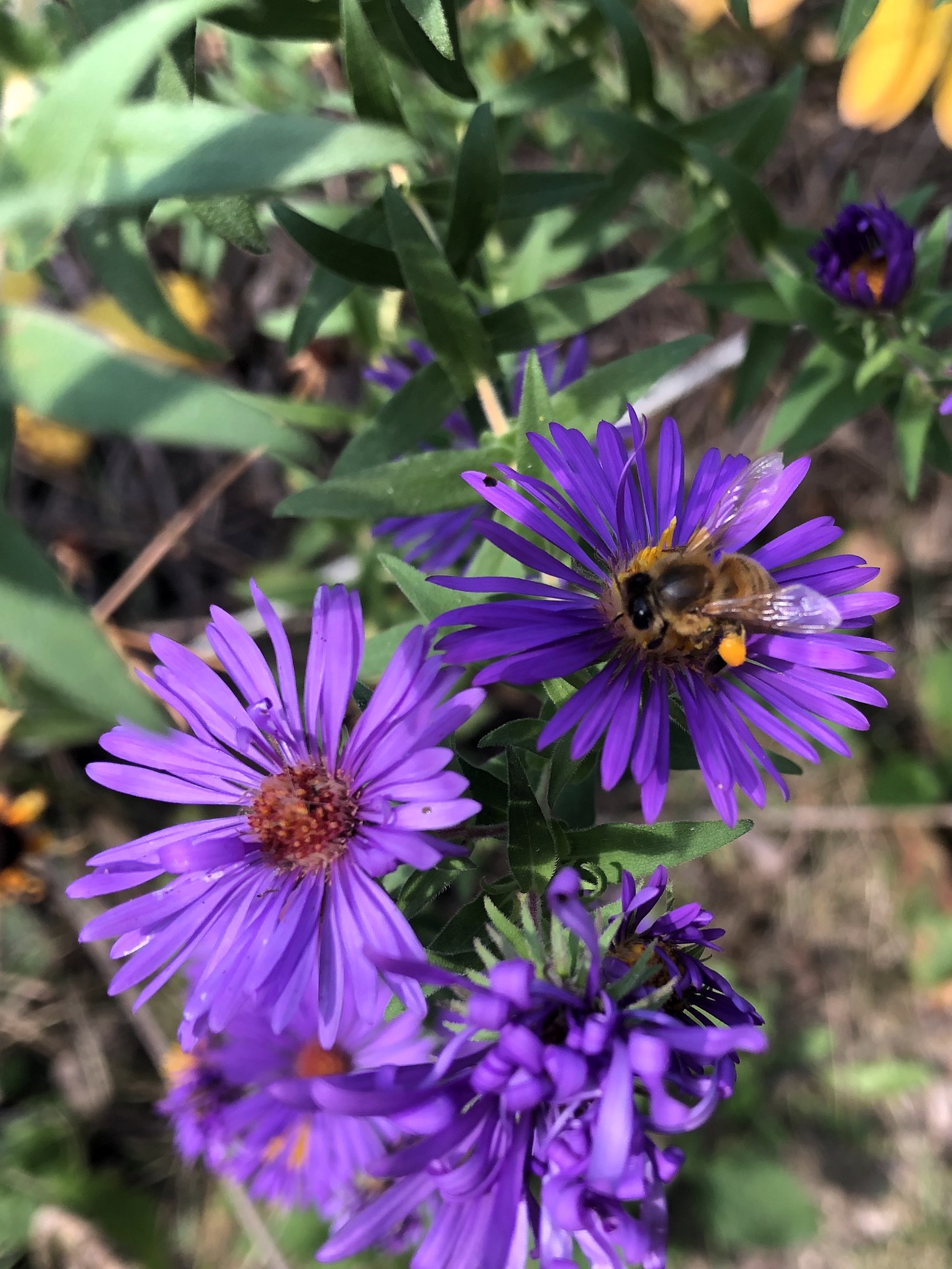 New England Aster along bike path behind Gregory Street in Madison, Wisconsin on October 2, 2021.