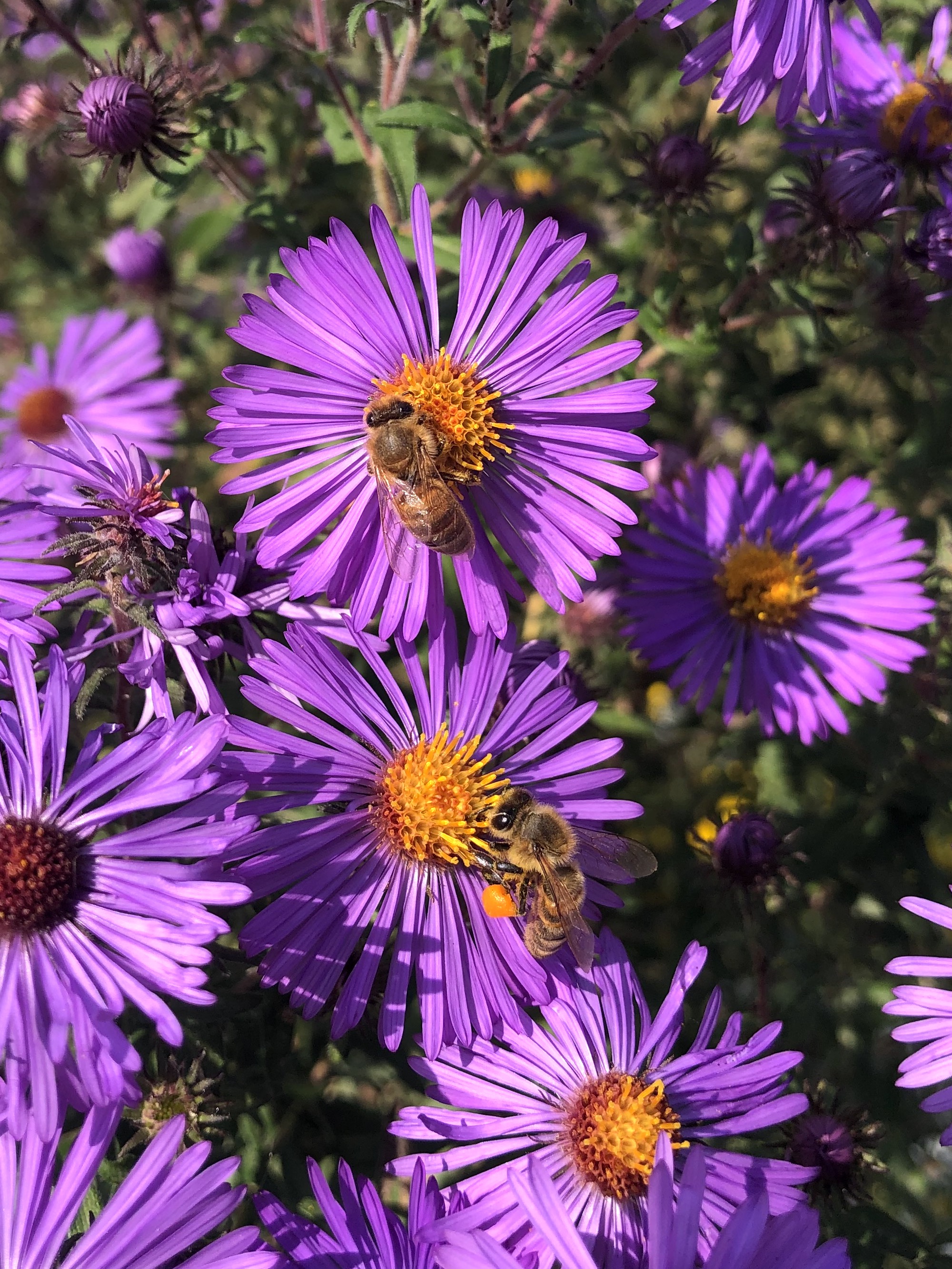 New England Aster on shore of Vilas Park Lagoon in Madison, Wisconsin on October 19, 2021.