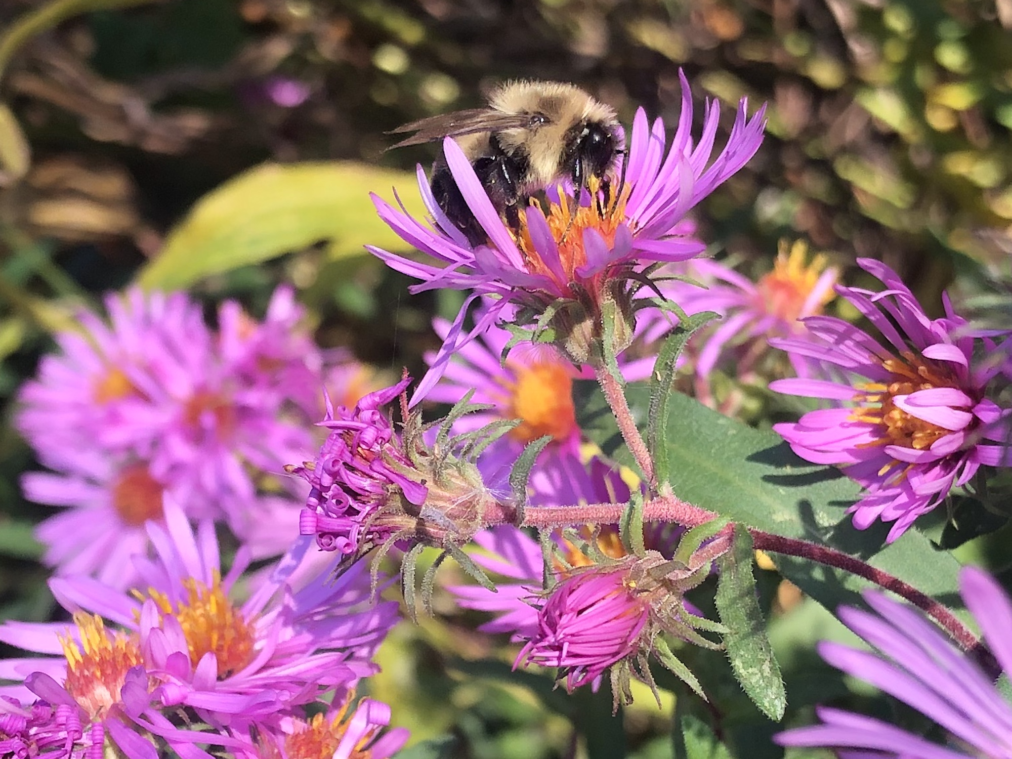 Bee on New England Aster on the bike path behind Gregory Street in Madison, Wisconsin on October 23, 2022.