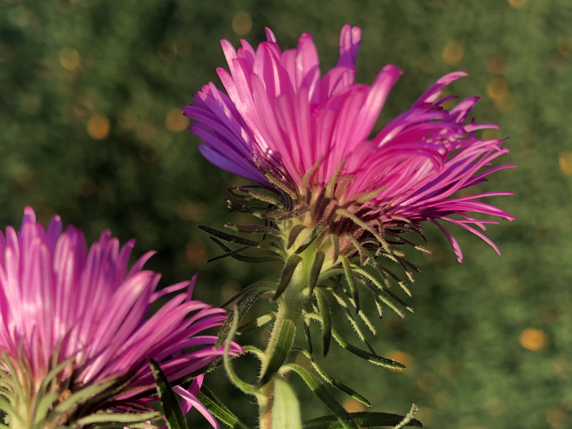 The narrow bracts of New England Aster are in multiple layers and typically green with a tinge of purple.