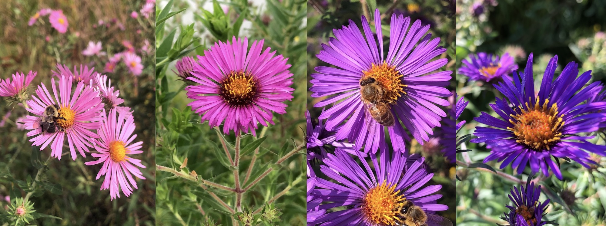 Sample color range of New England Aster flowers.