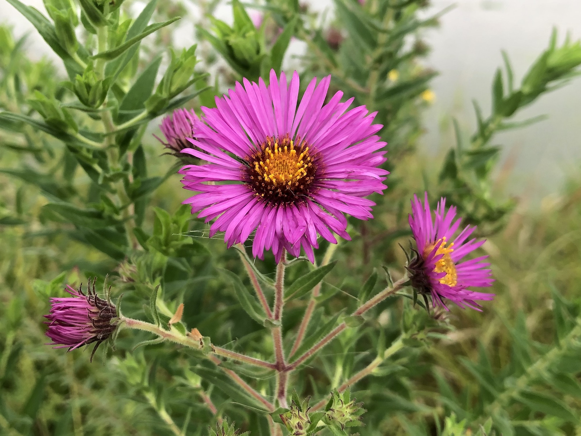 New England Aster on shore of Lake Wingra in Vilas in Madison, Wisconsin on September 4, 2021.