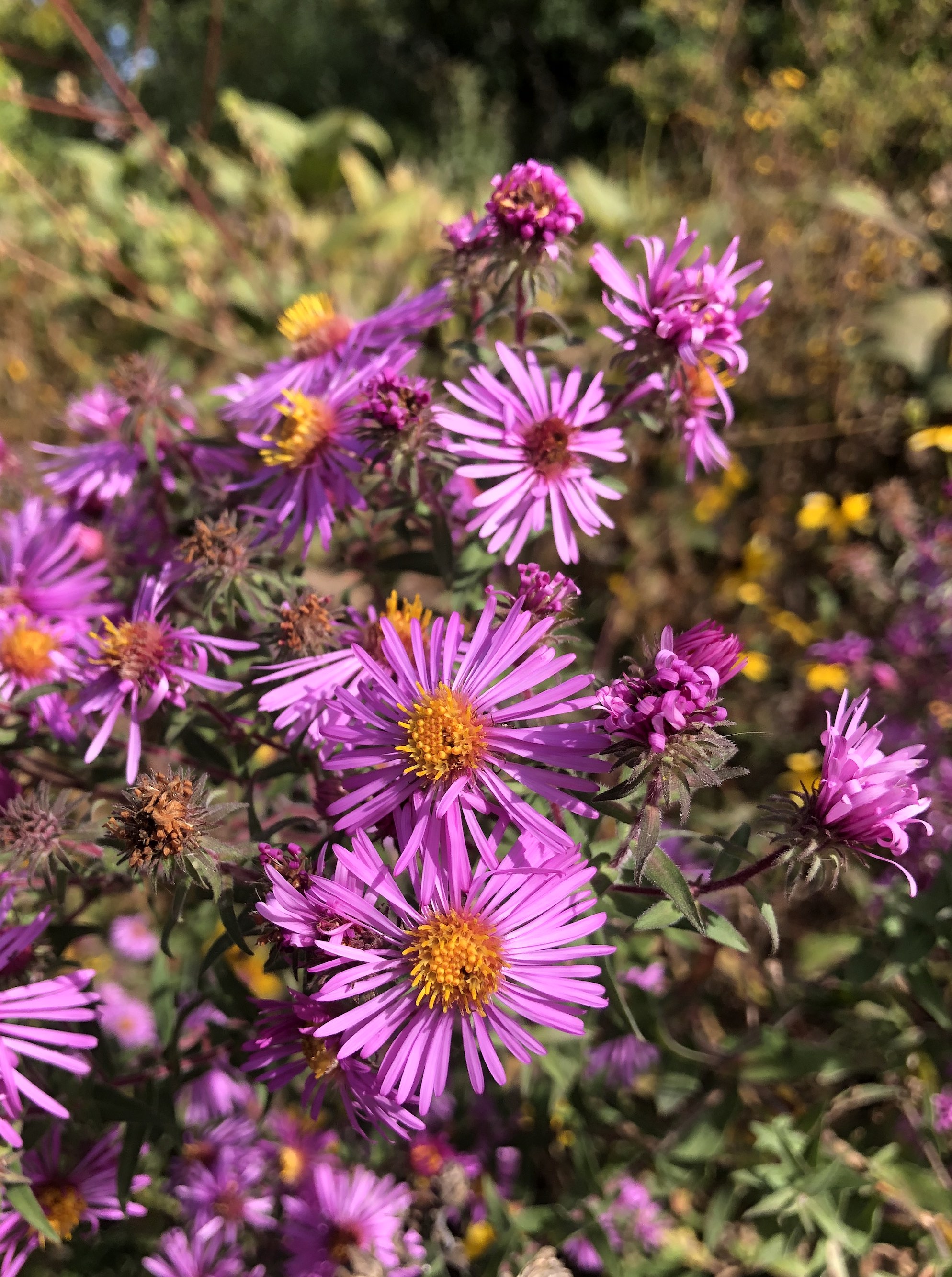 New England Aster along bike path between Midvales Blvd and Beltline in Madison, Wisconsin on October 4, 2022.