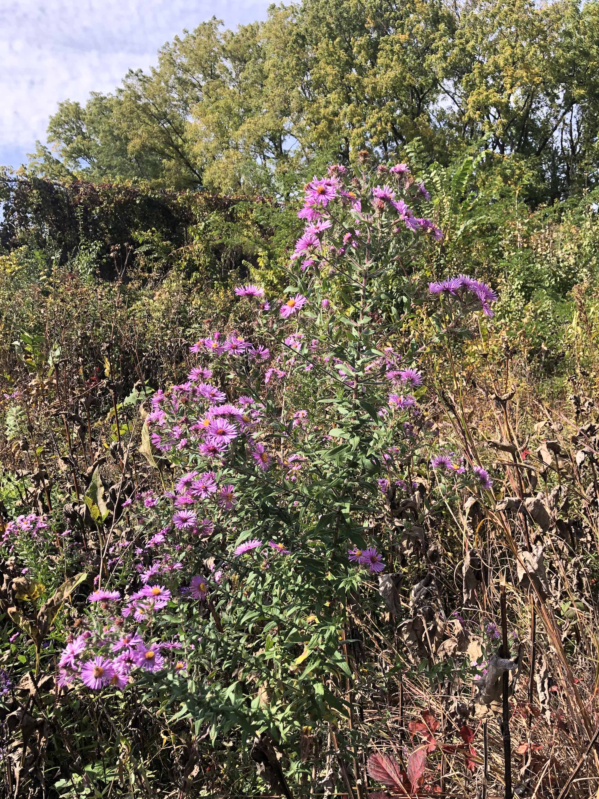 New England Aster along bike path between Midvales Blvd and Beltline in Madison, Wisconsin on October 4, 2022.