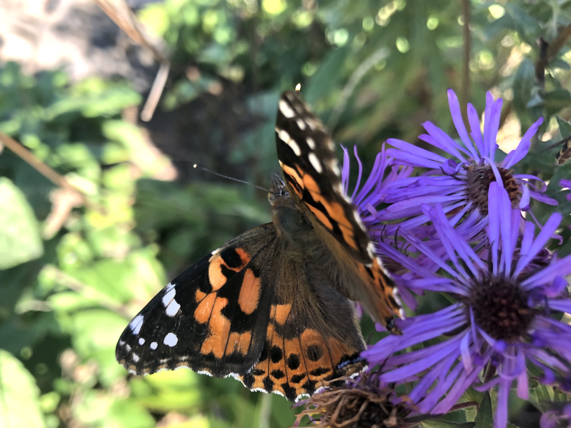 Painted Lady Butterfly on New England Aster in the Thoreau Rain Garden in Madison, Wisconsin on October 8, 2019.