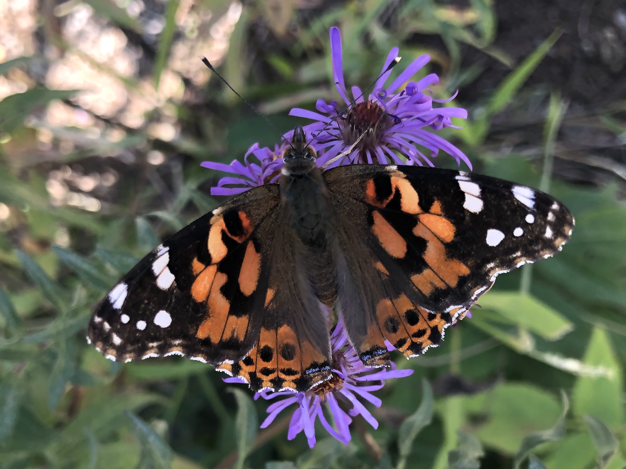 Painted Lady Butterfly on New England Aster in the Thoreau Rain Garden in Madison, Wisconsin on October 8, 2019.