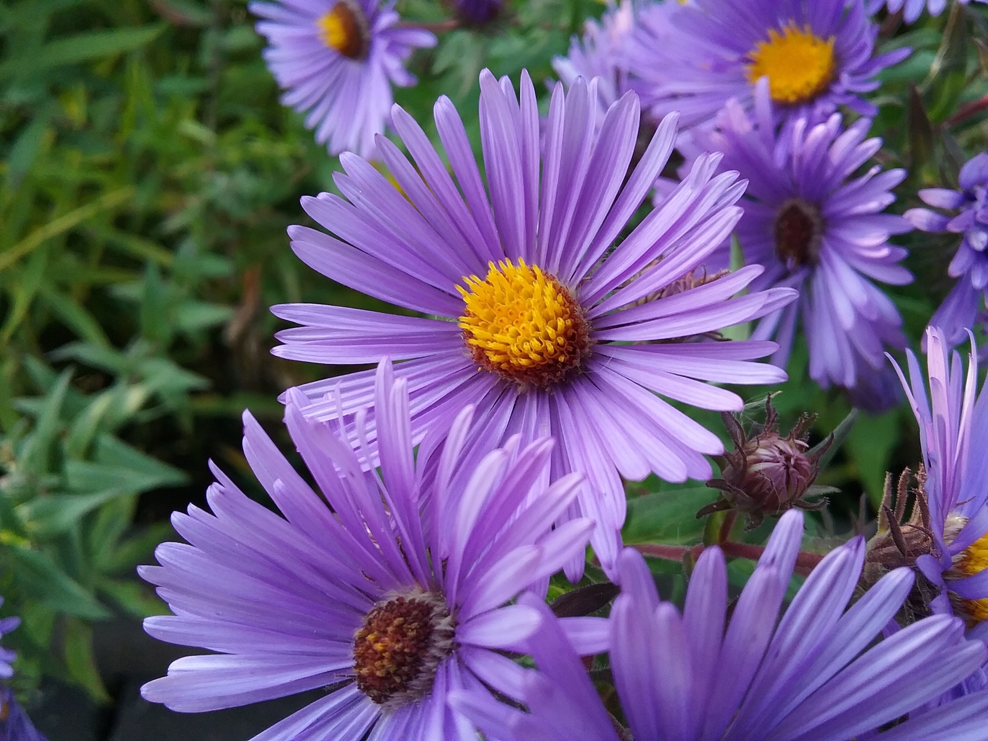 New England Aster.