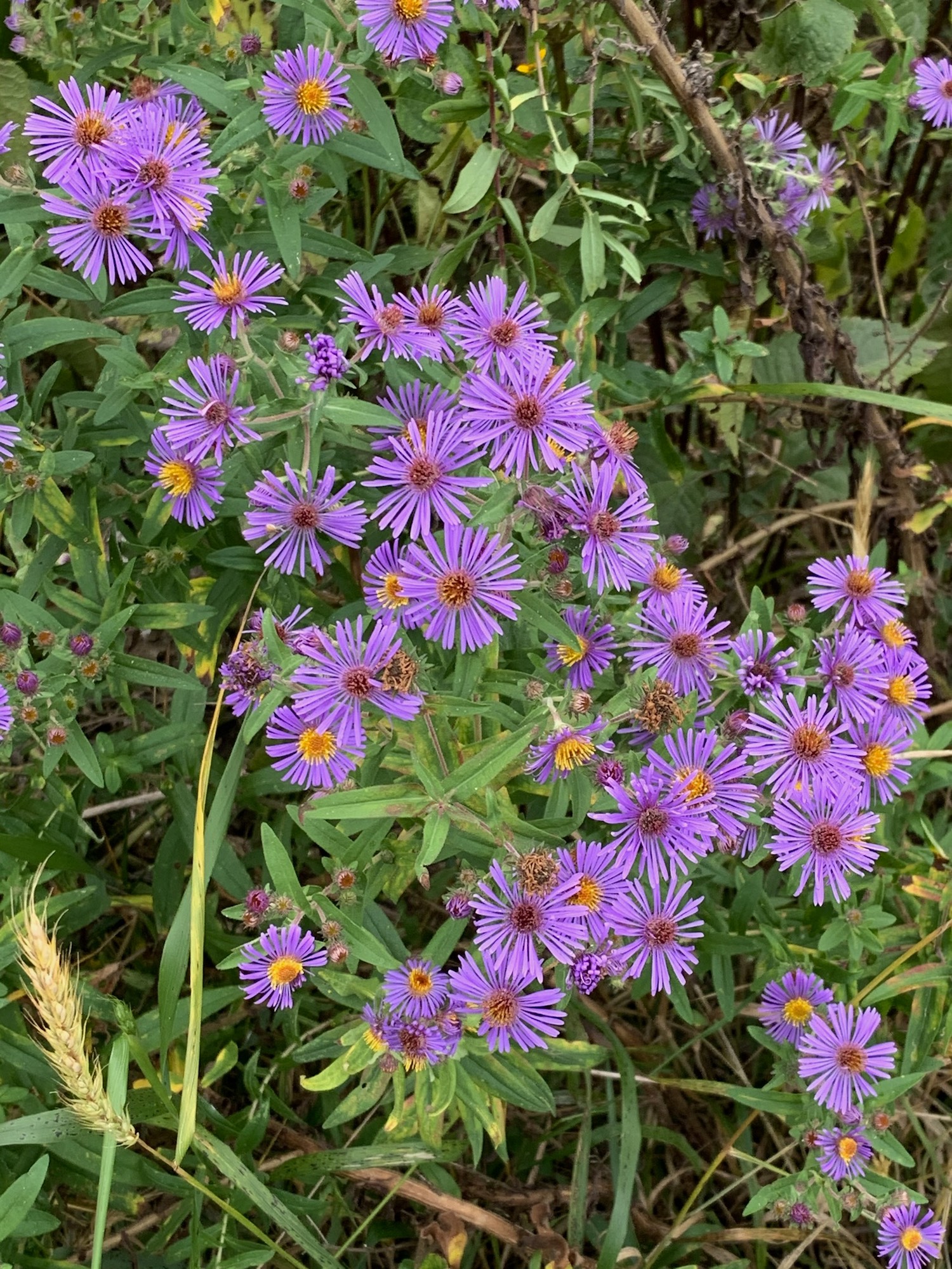 New England Aster.