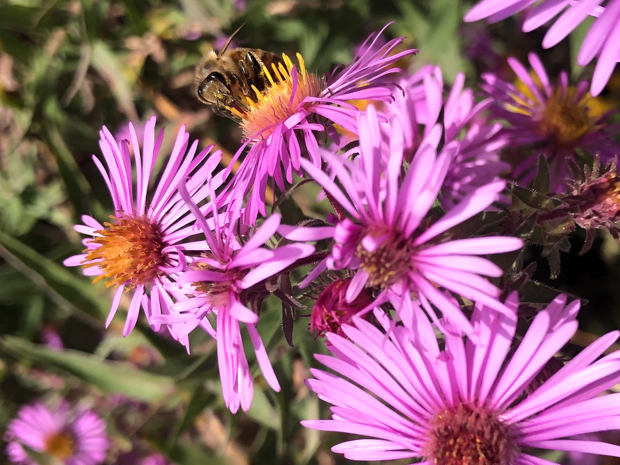 Bee on New England Aster in UW Arborteum in Madison, Wisconsin on October 4, 2022.