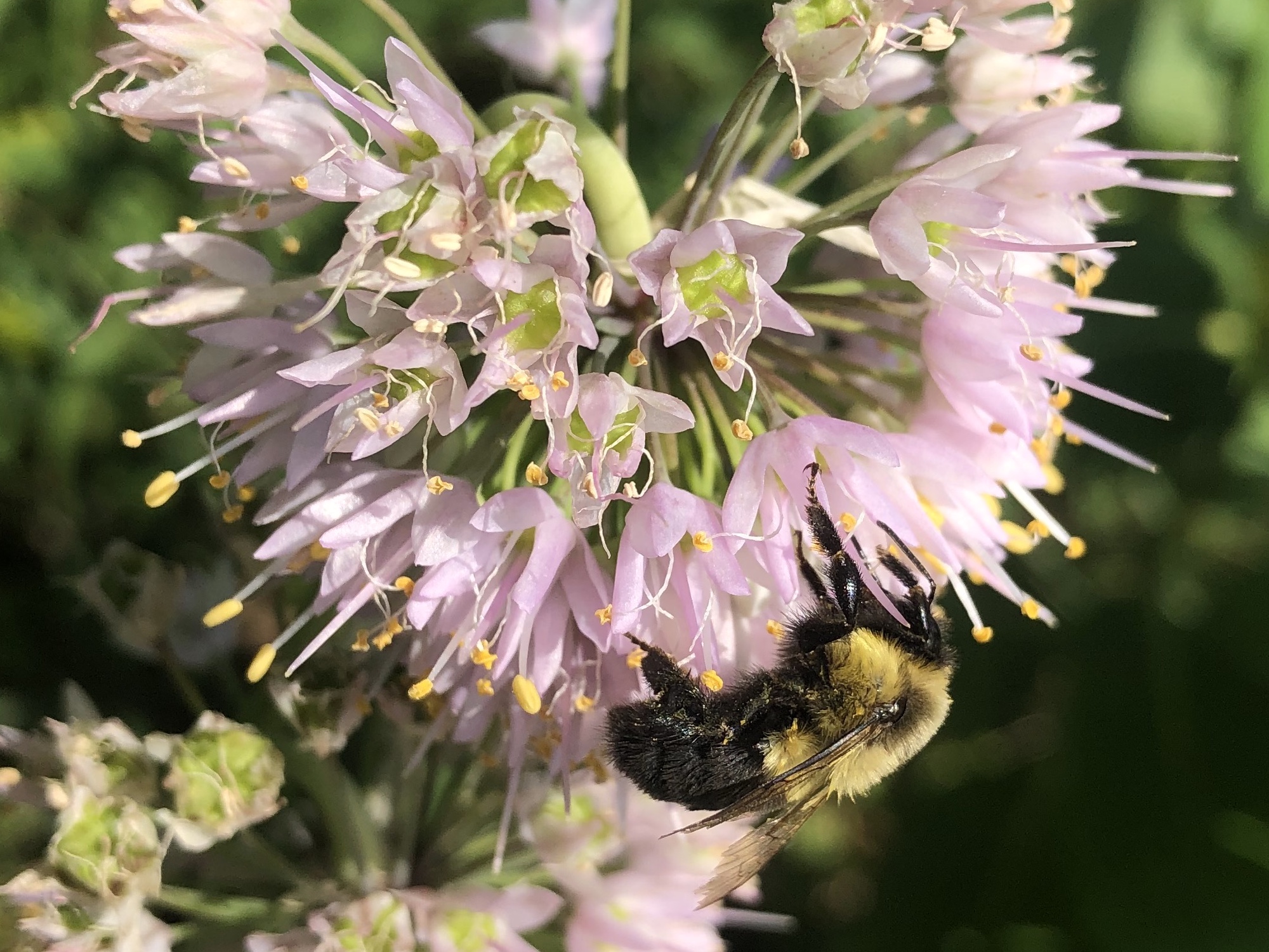 Bumblebee on Nodding Wild Onion on August 2, 2021.