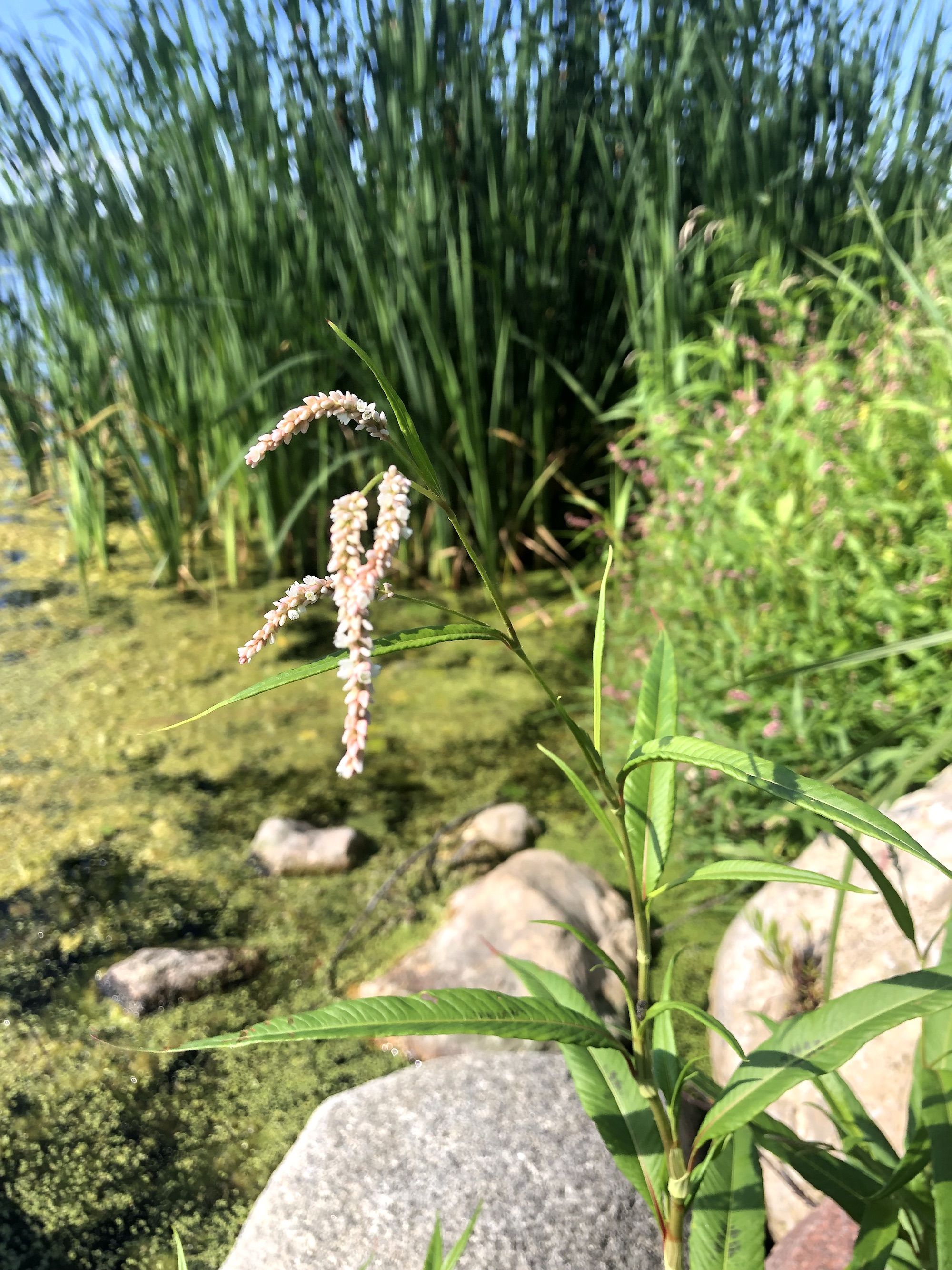 Nodding Smartweed on the shore of Lake Wingra in Wingra Park in Madison, Wisconsin on July 31, 2022.