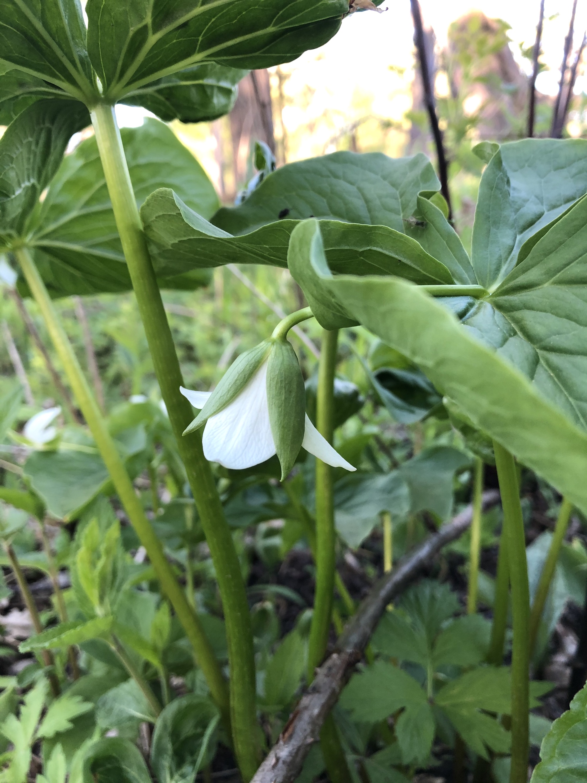 Drooping Trillium near Council Ring Spring in Madison, Wisconsin on May 12, 2021.