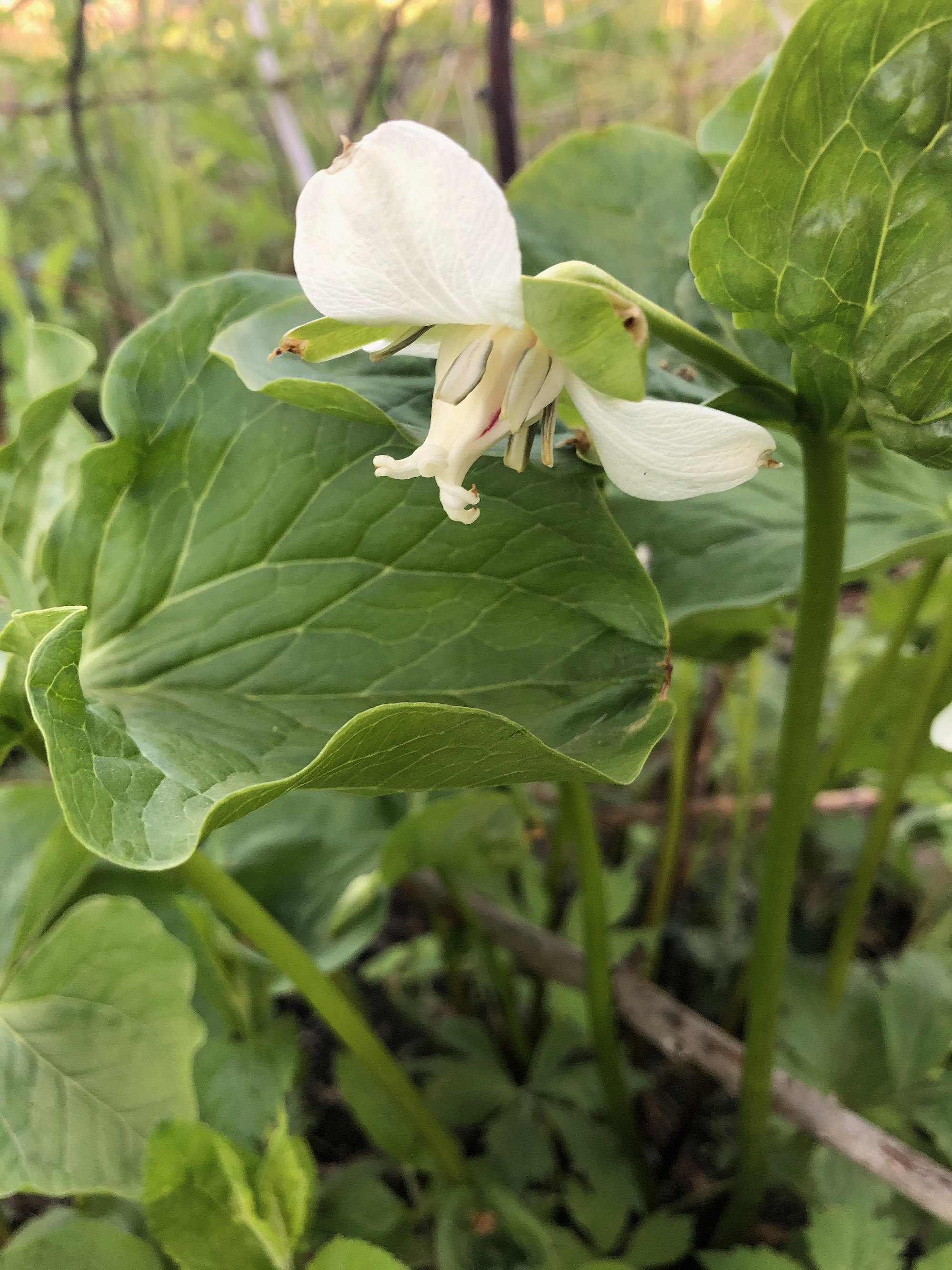 Drooping Trillium near Council Ring Spring in Madison, Wisconsin on May 12, 2021.