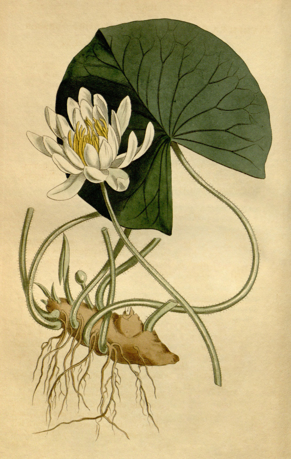 1814 American White Water Lily botanical illustration.