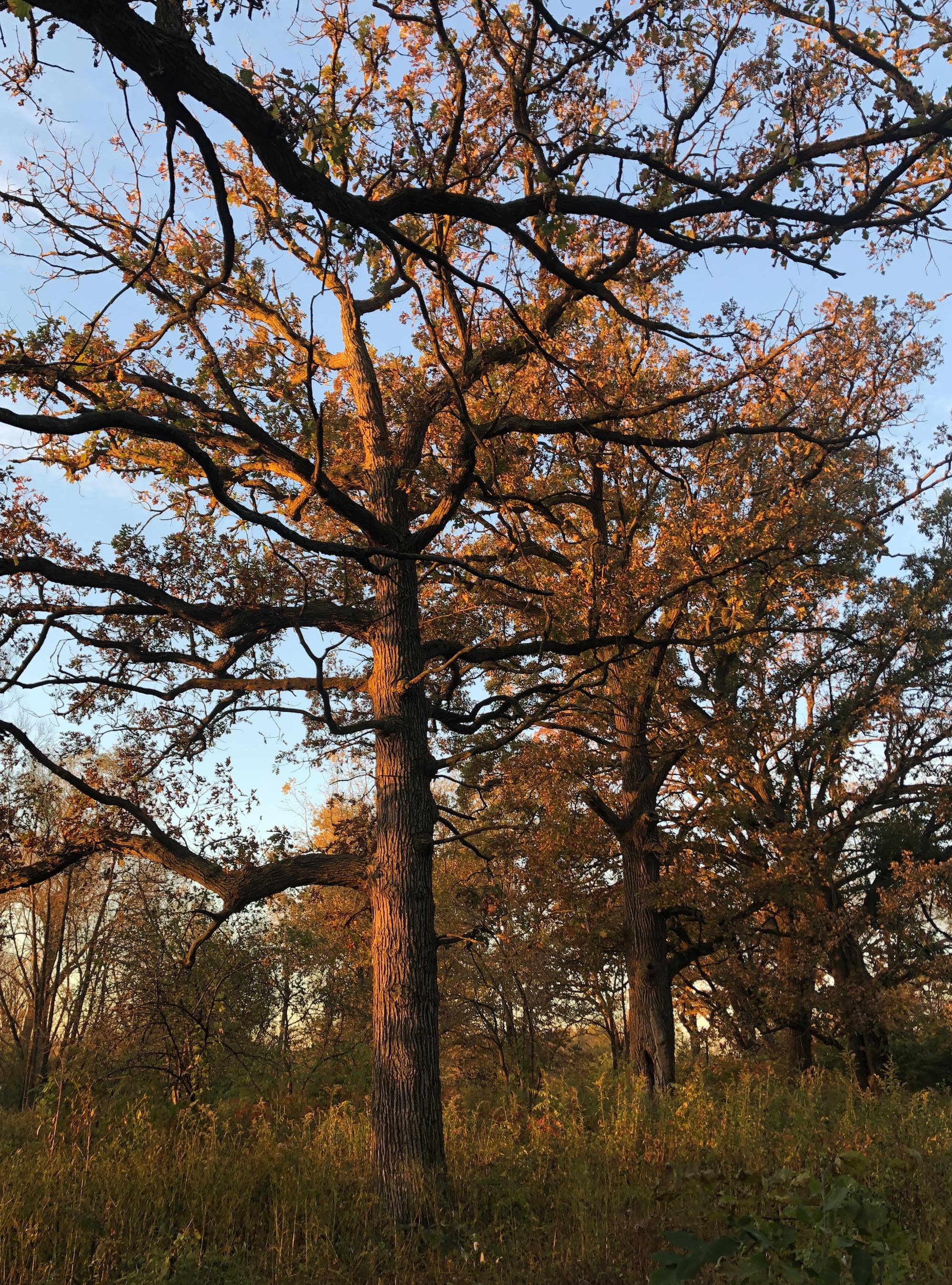 Oak Savanna on October 16, 2018 in University of Wisconsin Arboretum in Madison, Wisconsin on the north shore of Lake Wingra.