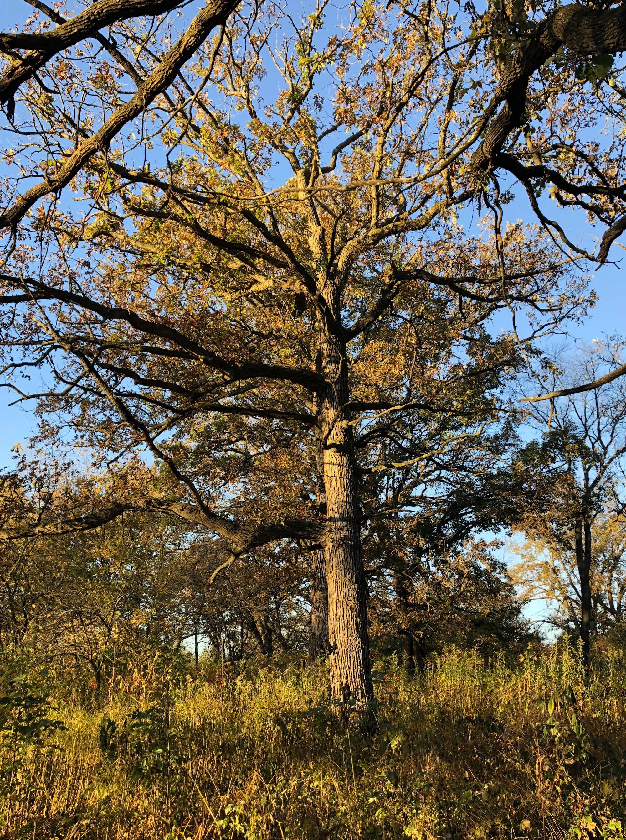 Oak Savanna on October 18, 2018 in University of Wisconsin Arboretum in Madison, Wisconsin on the north shore of Lake Wingra.