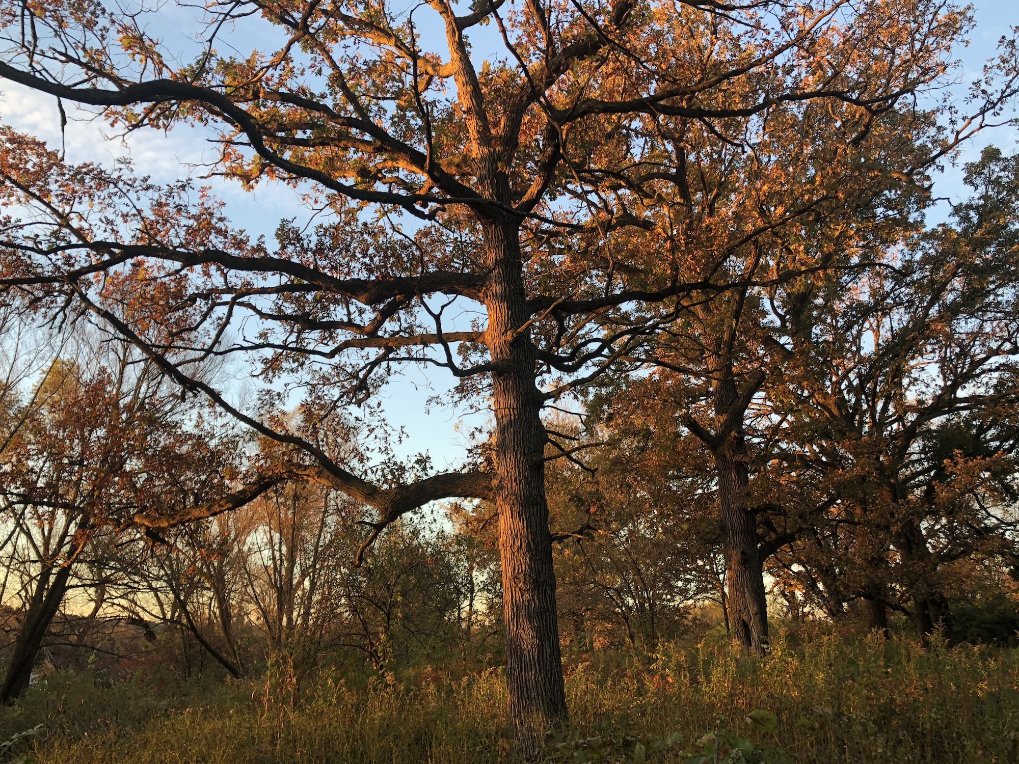 Oak Savanna in the University of Wisconsin Arboretum in Madison, Wisconsin on October 16, 2018.