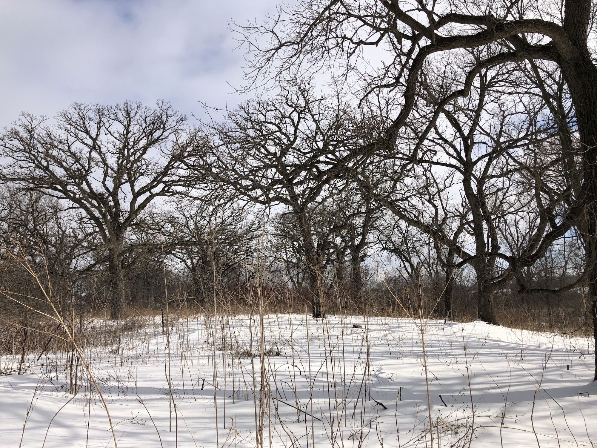 Oak Savanna on February 16, 2019 in University of Wisconsin Arboretum in Madison, Wisconsin on the north shore of Lake Wingra.