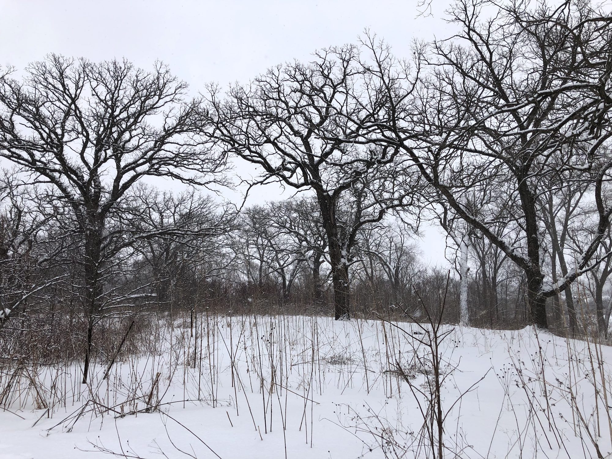 Oak Savanna on February 17, 2019 in University of Wisconsin Arboretum in Madison, Wisconsin on the north shore of Lake Wingra.