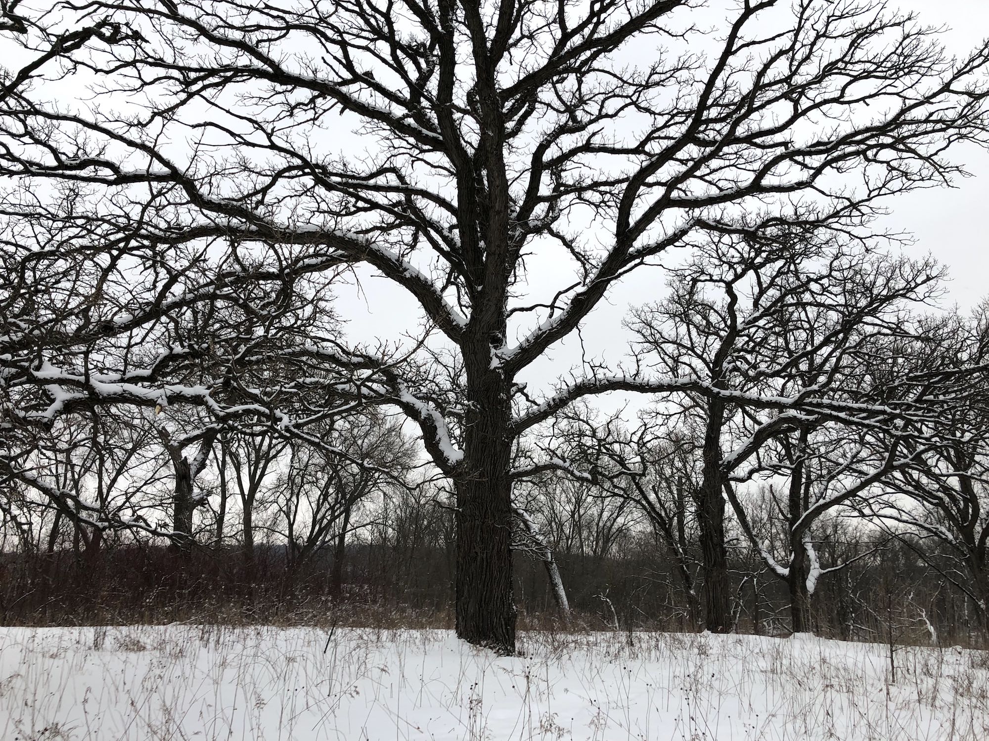 Oak Savanna on February 20, 2019 in University of Wisconsin Arboretum in Madison, Wisconsin on the north shore of Lake Wingra.