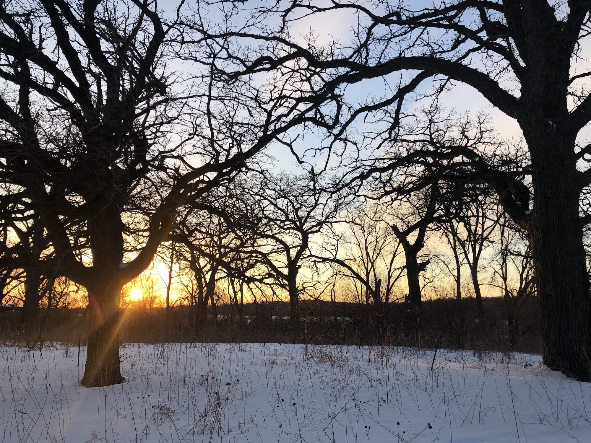 Oak Savanna on February 25, 2019 in University of Wisconsin Arboretum in Madison, Wisconsin on the north shore of Lake Wingra.