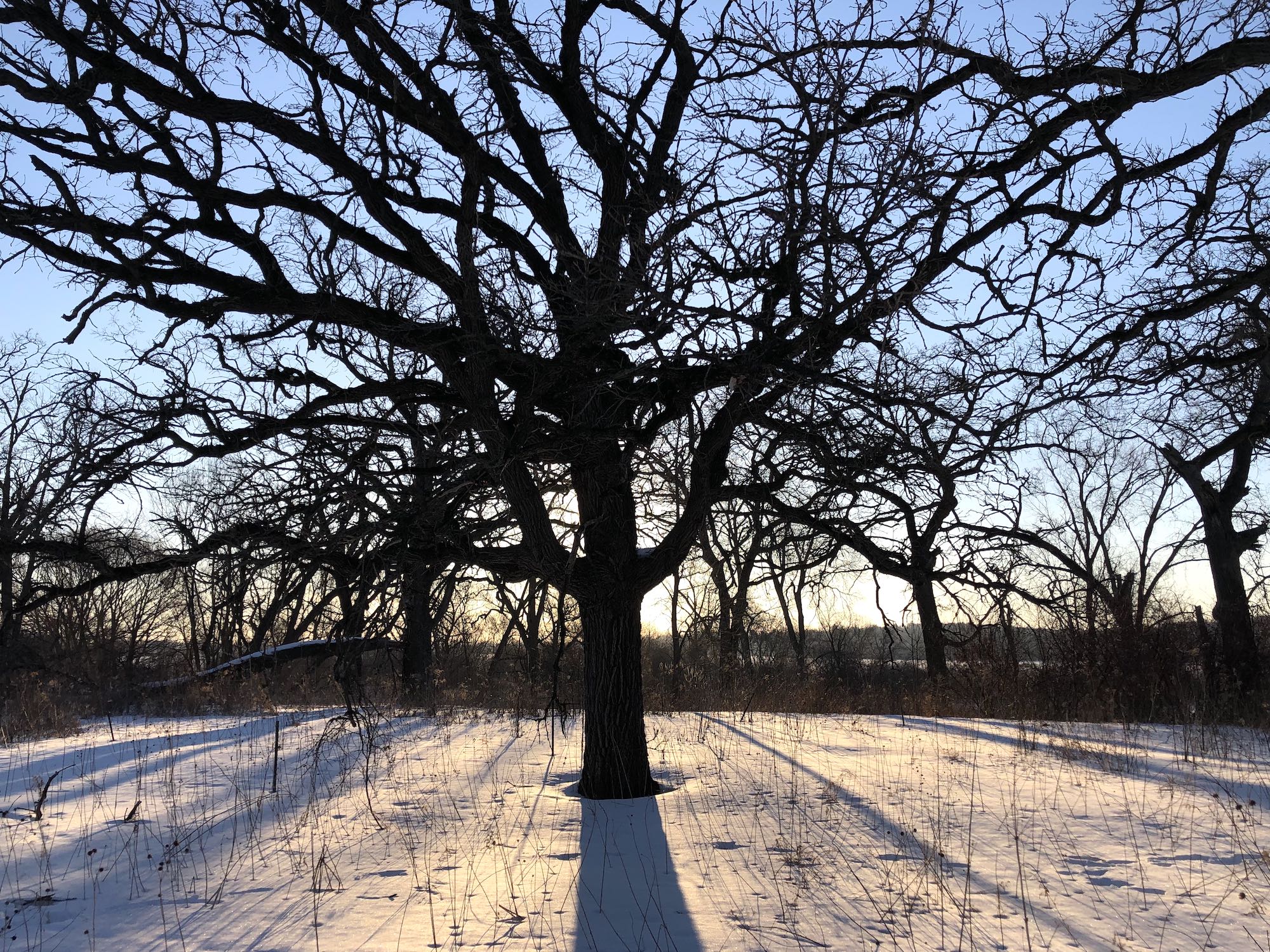 Oak Savanna on March 6, 2019 in University of Wisconsin Arboretum in Madison, Wisconsin on the north shore of Lake Wingra.