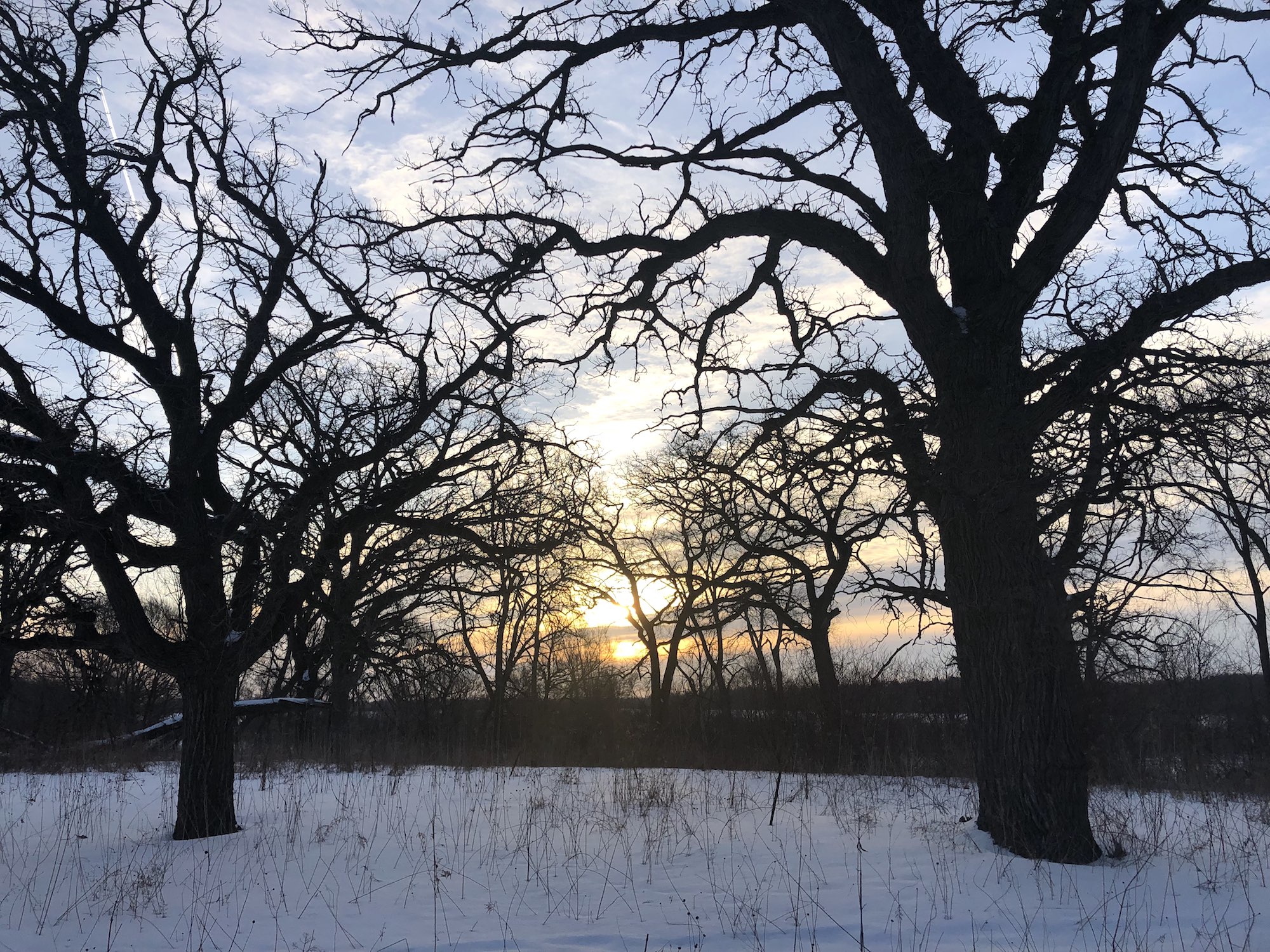 Oak Savanna on March 3, 2019 in University of Wisconsin Arboretum in Madison, Wisconsin on the north shore of Lake Wingra.
