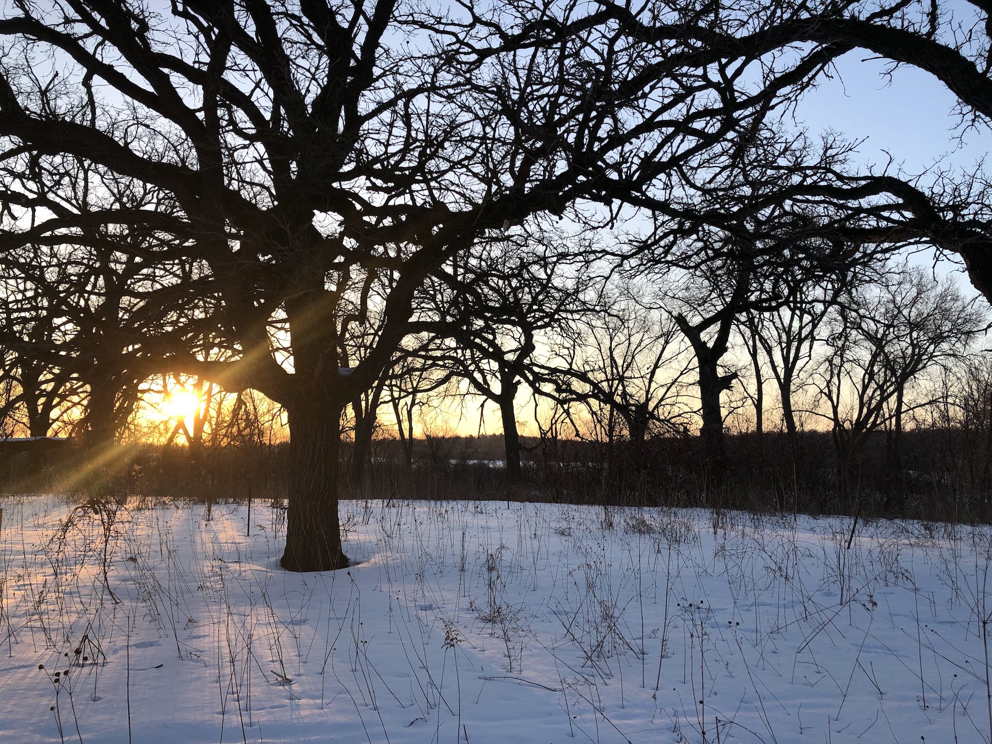 Oak Savanna on March 5, 2019 in University of Wisconsin Arboretum in Madison, Wisconsin on the north shore of Lake Wingra.