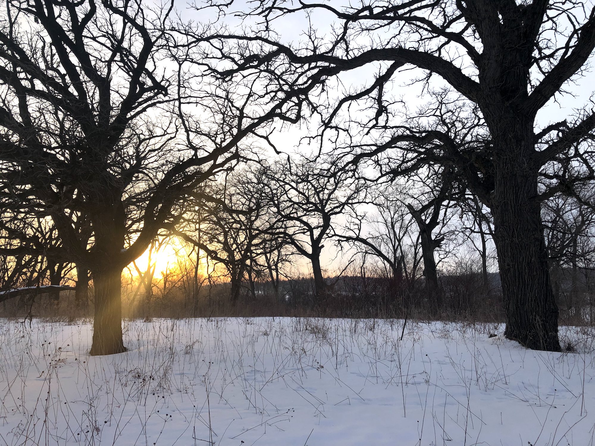 Oak Savanna on March 7, 2019 at sunrise.