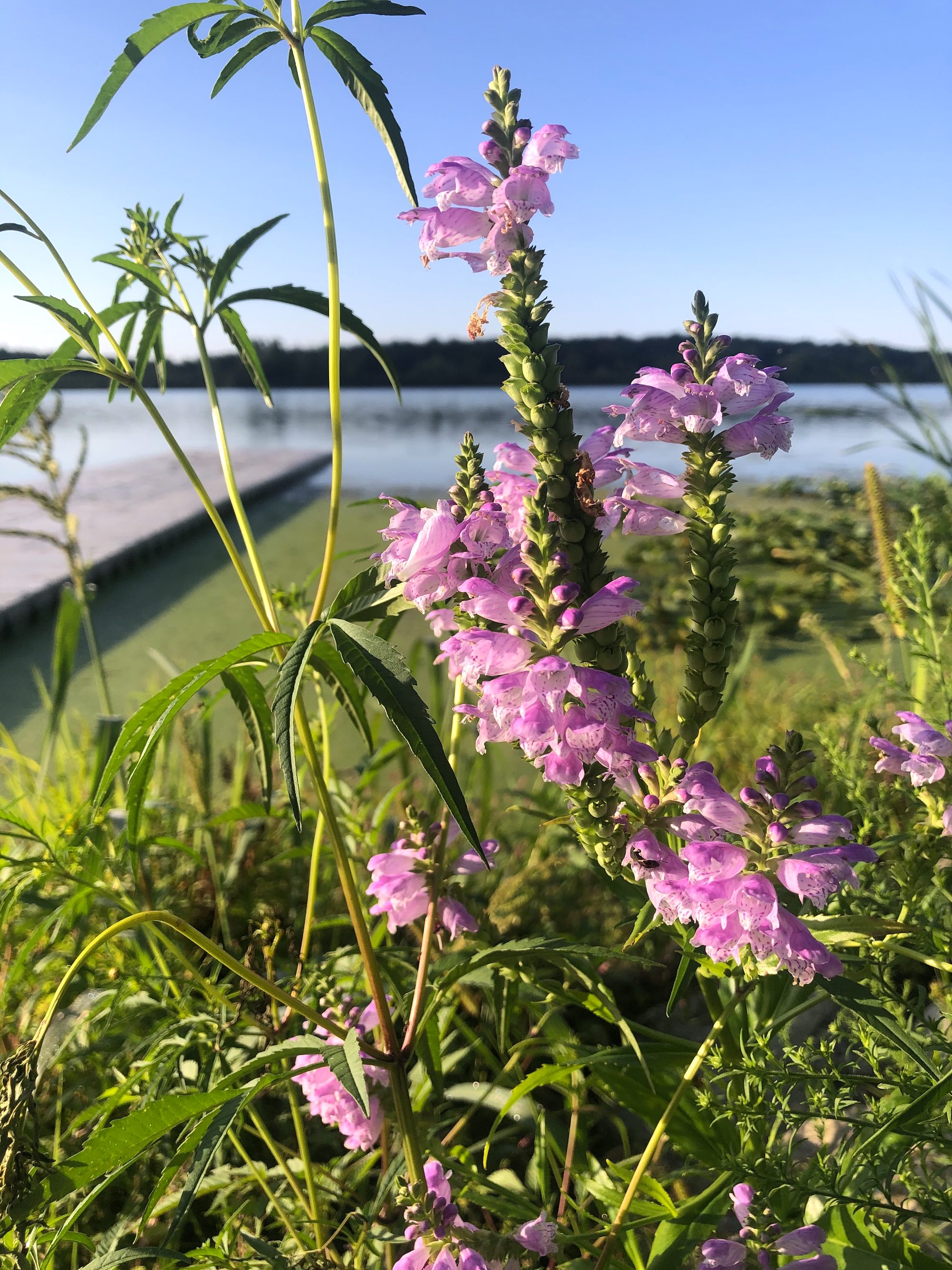 Obedient Plant on shore of Lake Wingra in Wingra Park in Madison, Wisconsin on August 21, 2020.