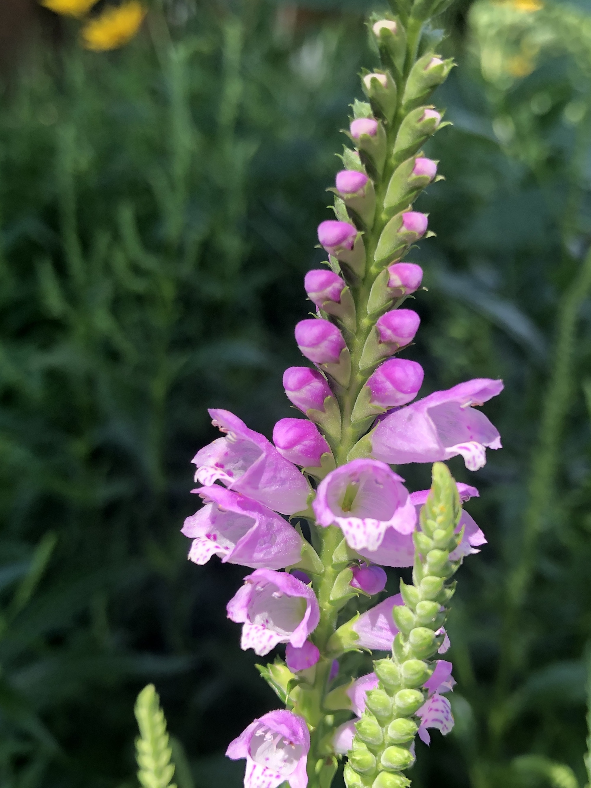 Obedient Plant in Thoreau Rain Garden in Madison, Wisconsin on July 24, 2020.