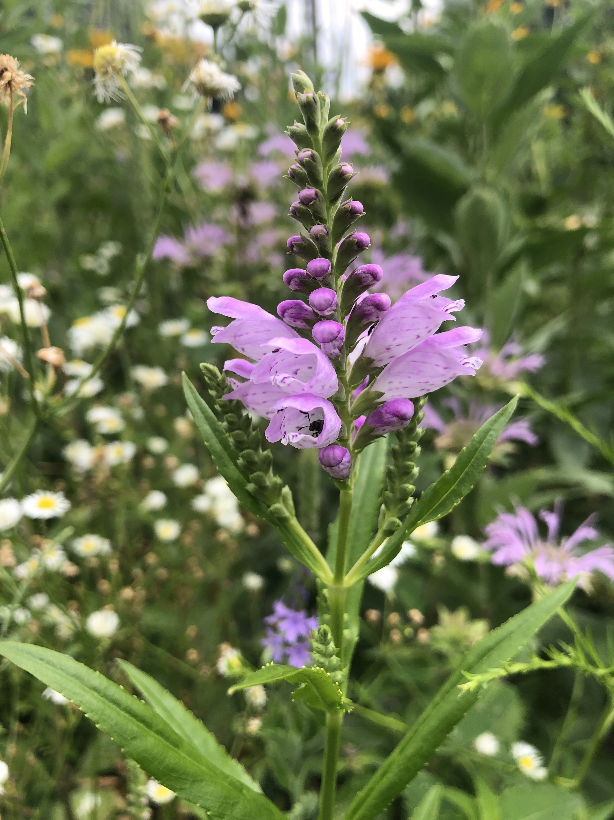 Obedient Plant along Gregory Street Bike Path in Madison, Wisconsin on July 31, 2021.