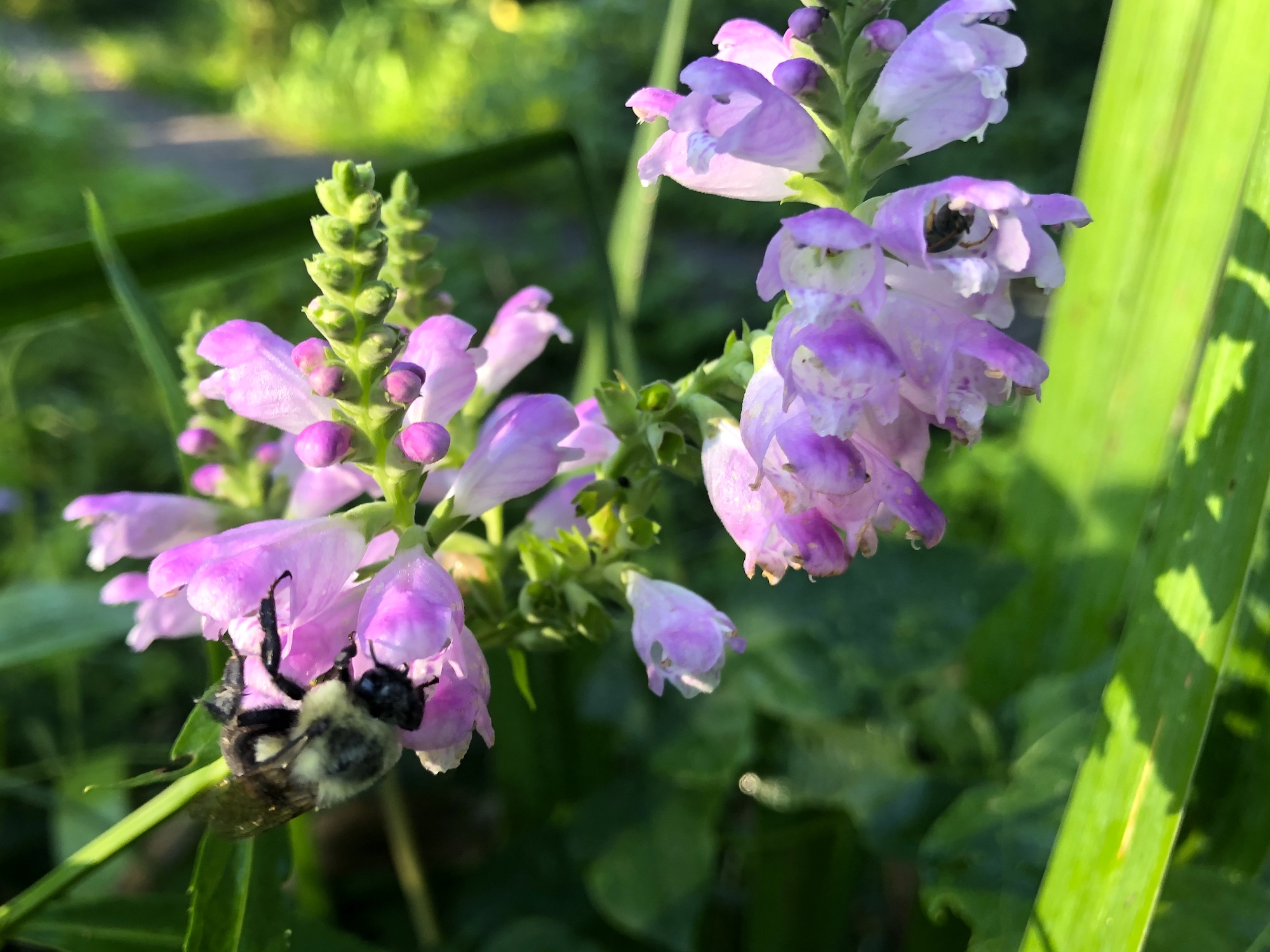 Bumblebee on Obedient Plant on August 12, 202.