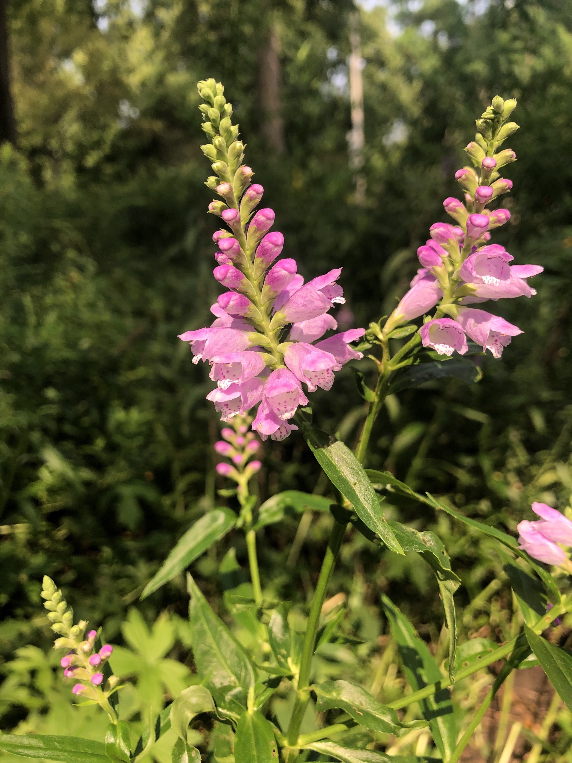 Obedient Plant in Thoreau Rain Garden in Madison, Wisconsin on July 31, 2021.
