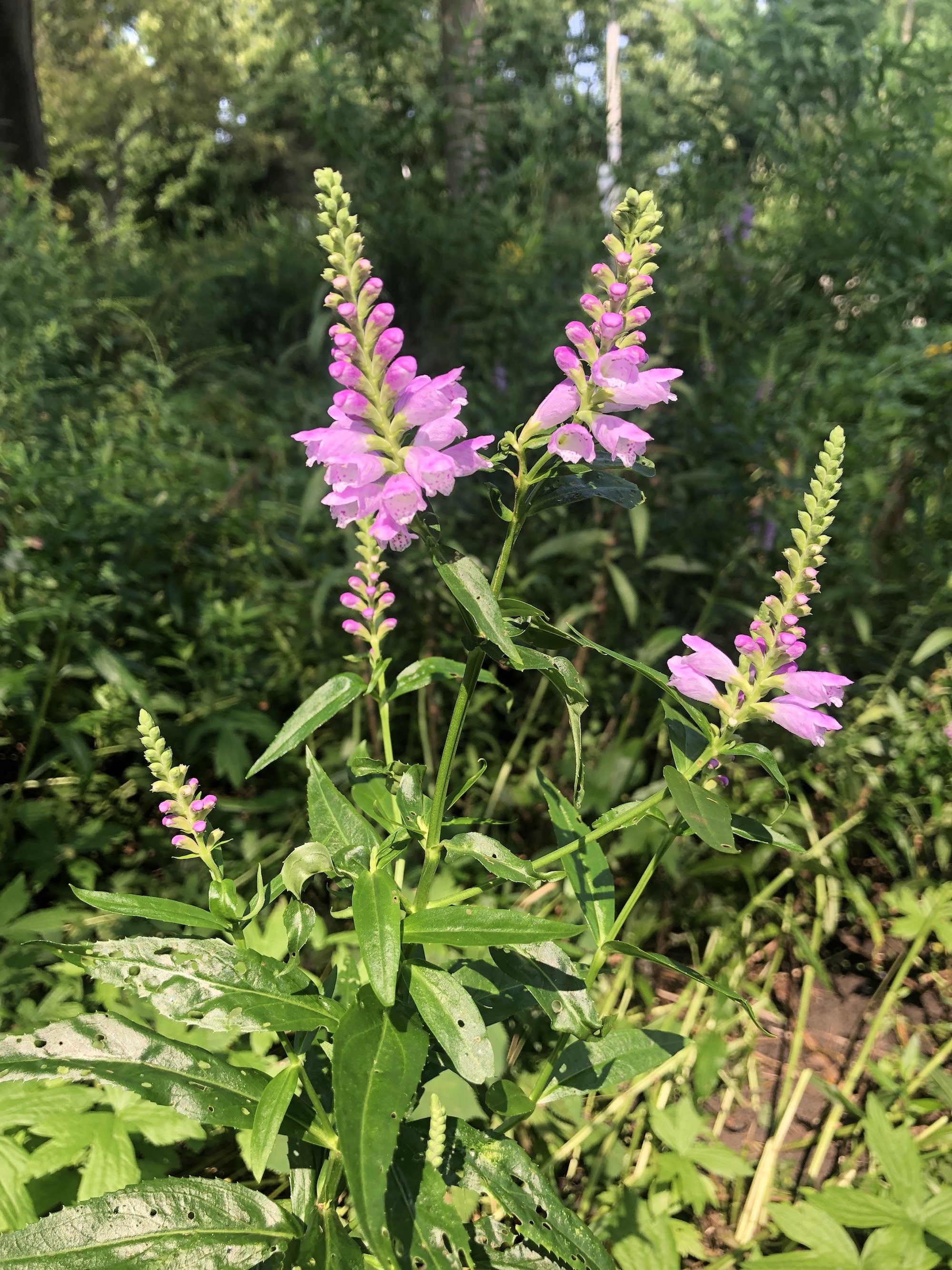 Obedient Plant in Thoreau Rain Garden in Madison, Wisconsin on July 31, 2021.