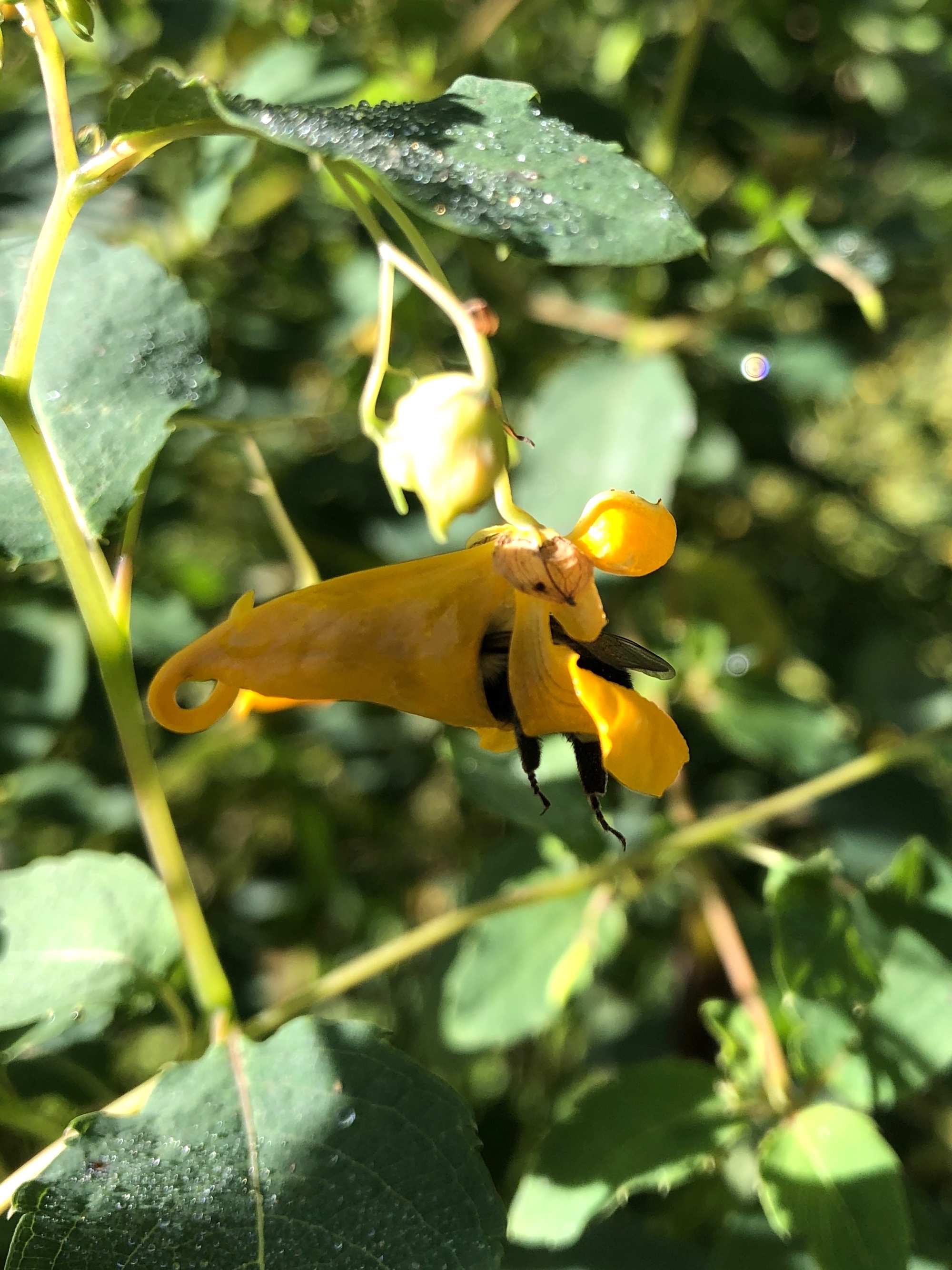 Orange Jewelweed by source of Duck Pond on August 30, 2020.