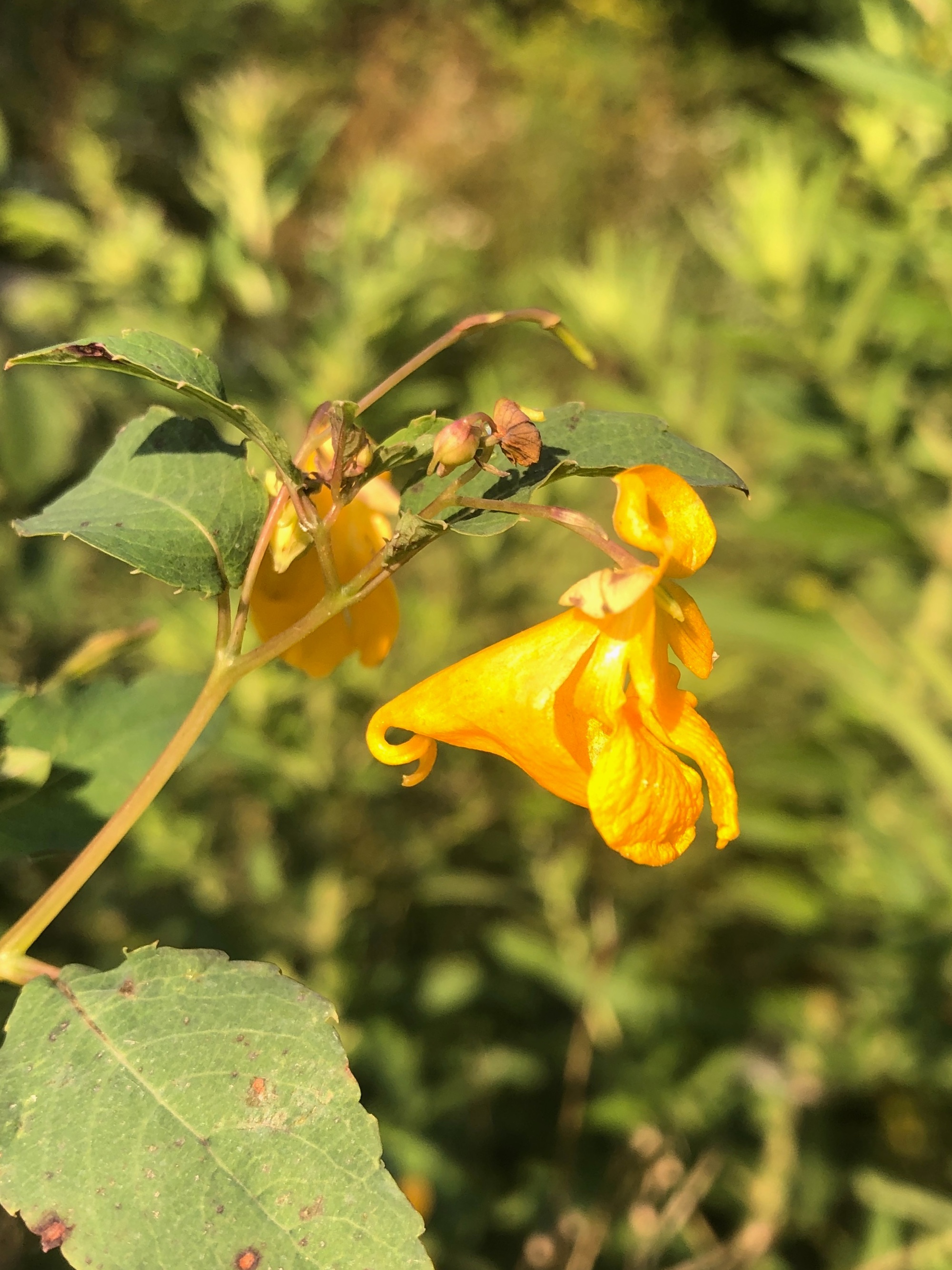 Orange Jewelweed by source of Duck Pond on September 3, 2020.