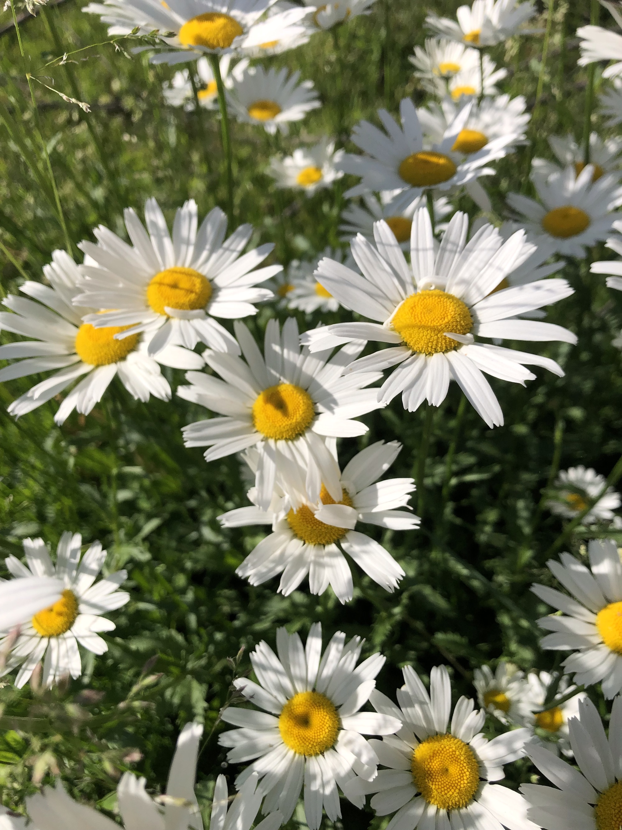 Ox-eye Daisies near corner of Nakoma Road and Manitou Way in Madison, Wisconsin on June 3, 2022.