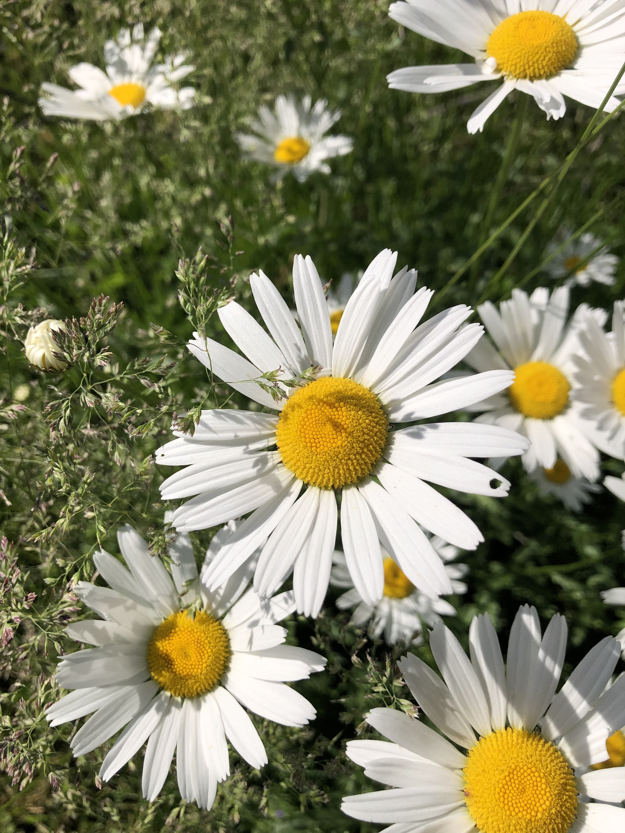 Ox-eye Daisies near corner of Nakoma Road and Manitou Way in Madison, Wisconsin on June 3, 2022.