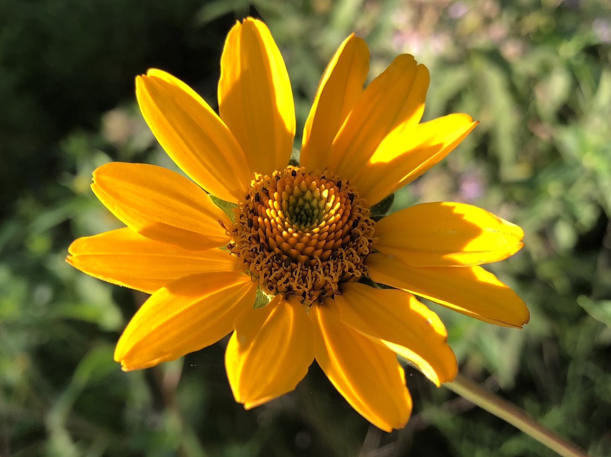 False Sunflower on shore of retaining pond in Madison, Wisconsin on July 31, 2020.