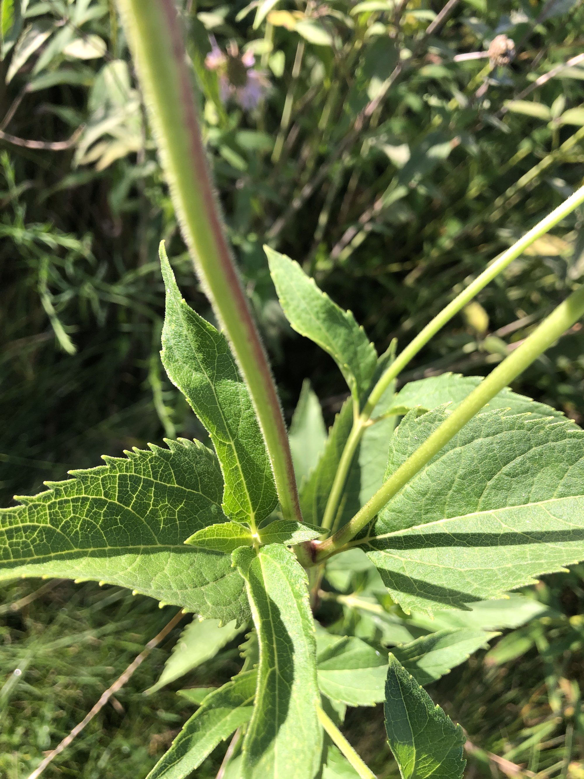False Sunflower stem and leaves on shore of retaining pond in Madison, Wisconsin on July 31, 2020.