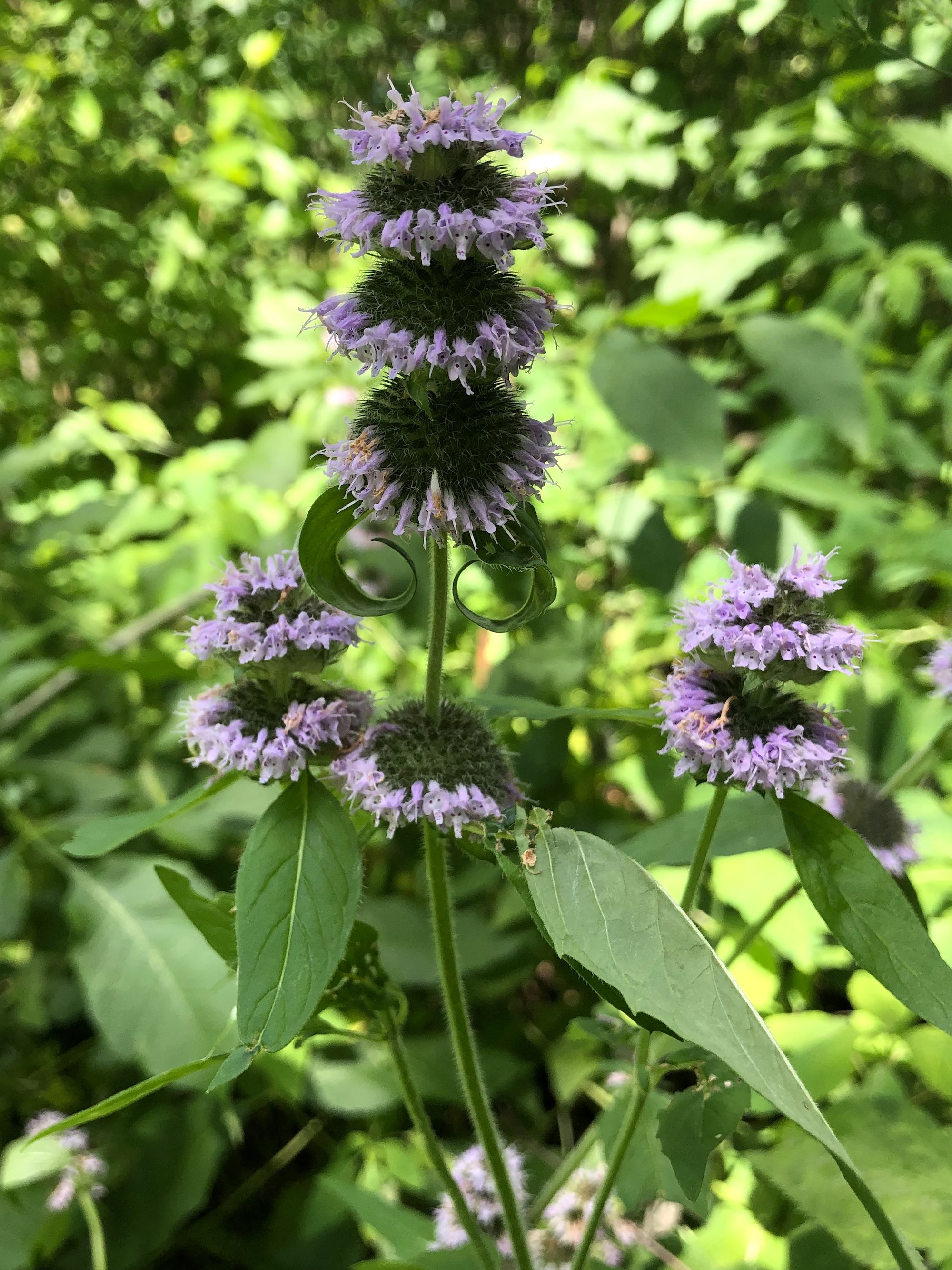 Downy Pagoda-plant in woods just behind Council Ring in the UW-Arboretum Oak Savanna in Madison, Wisconsin on June 25, 2020.