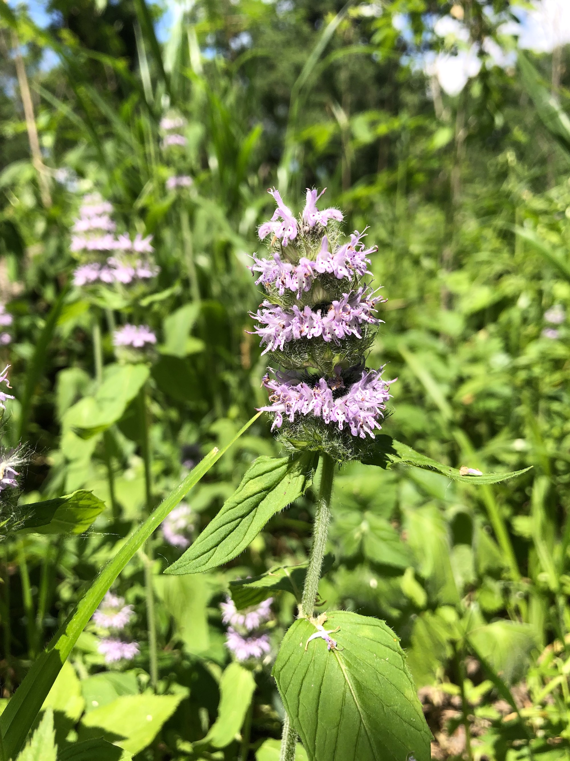 Downy Pagoda-plant in woods just behind Council Ring in the UW-Arboretum Oak Savanna in Madison, Wisconsin on June 8, 2021.