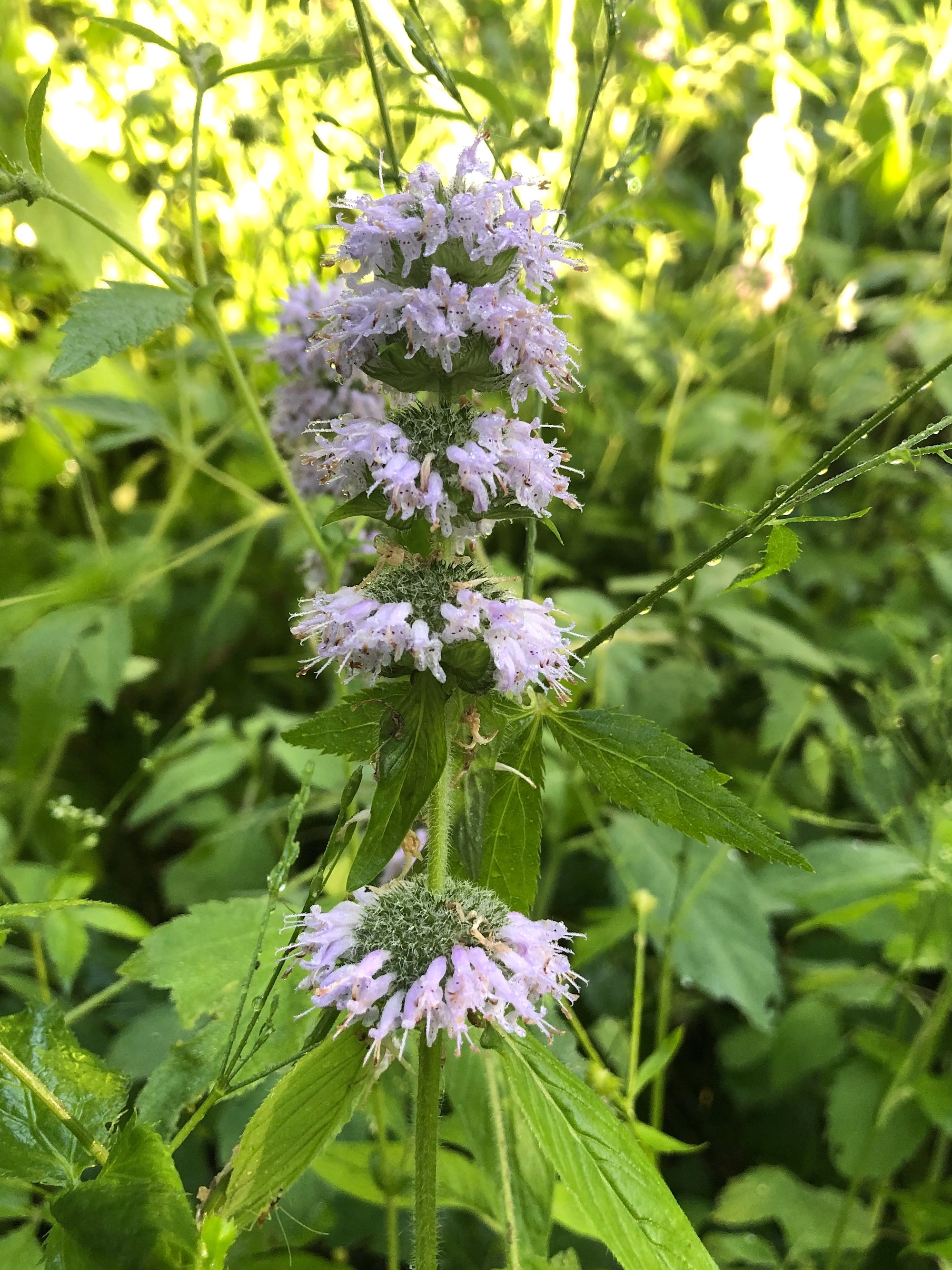 Downy Pagoda-plant in woods just behind Council Ring in the UW-Arboretum Oak Savanna in Madison, Wisconsin on June 25, 2020.