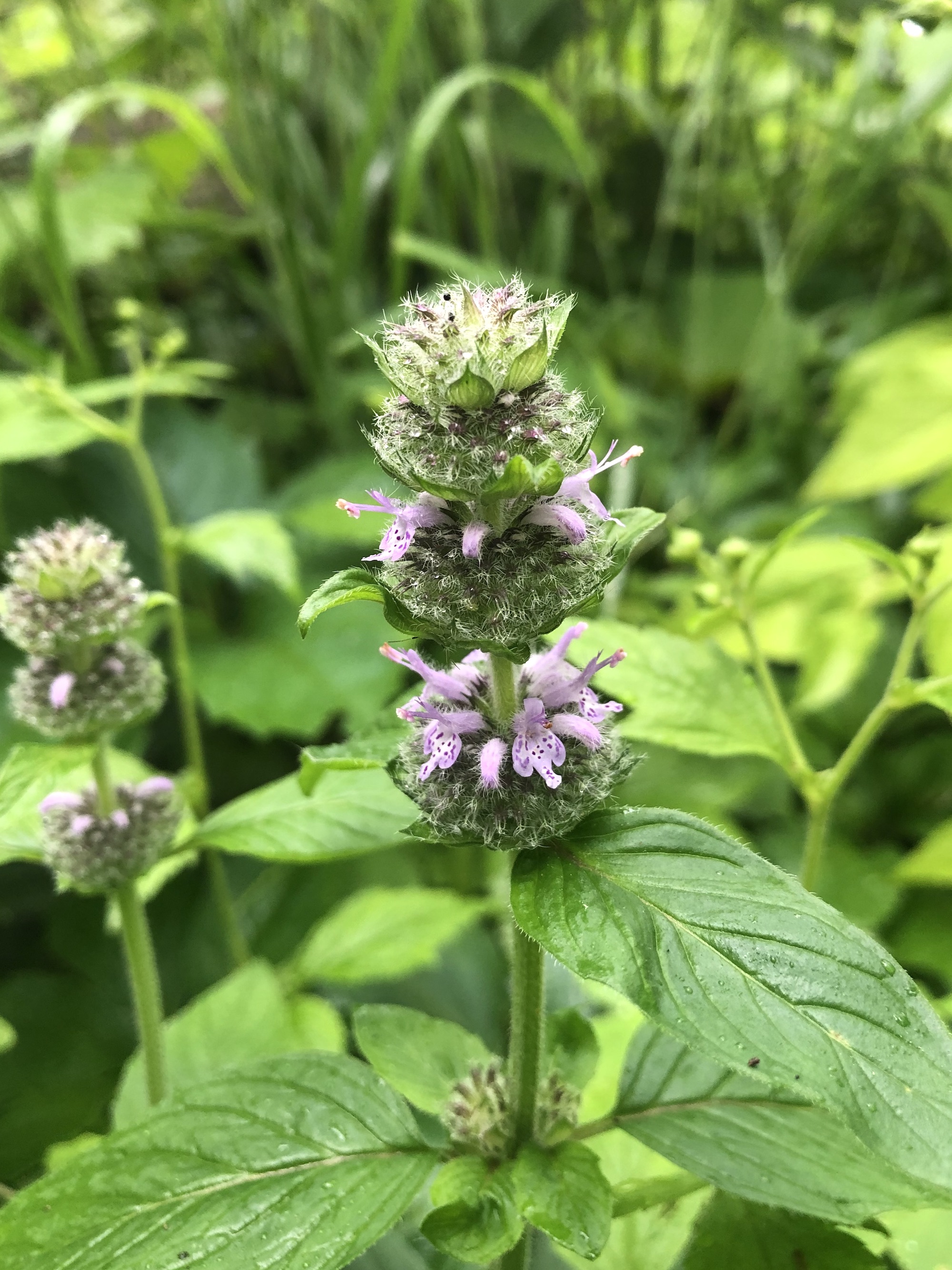 Downy Pagoda-plant near Council Ring in Oak Savana in Madison, Wisconsin on June 12, 2022.